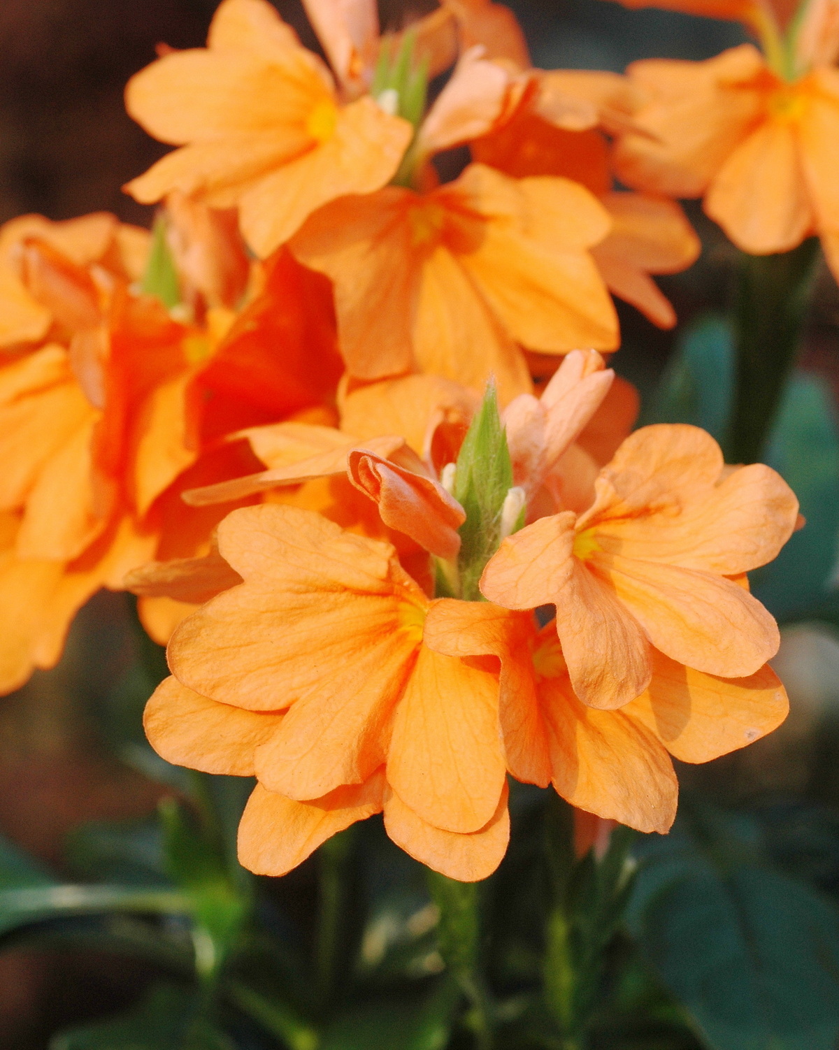 𝘊𝘳𝘰𝘴𝘴𝘢𝘯𝘥𝘳𝘢 𝘪𝘯𝘧𝘶𝘯𝘥𝘪𝘣𝘶𝘭𝘪𝘧𝘰𝘳𝘮𝘪𝘴 鳥尾花