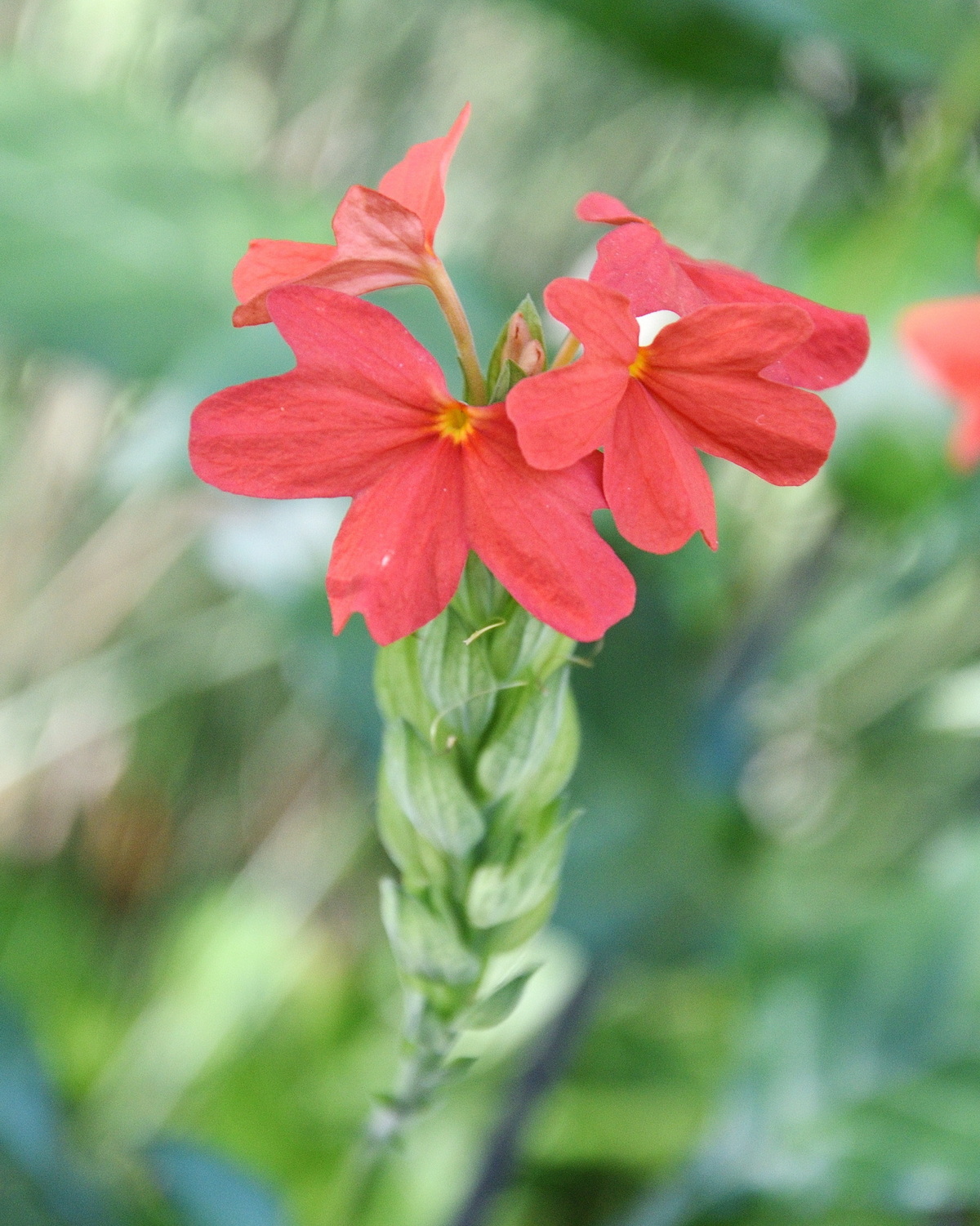 𝘊𝘳𝘰𝘴𝘴𝘢𝘯𝘥𝘳𝘢 𝘯𝘪𝘭𝘰𝘵𝘪𝘤𝘢 紅鳥尾花