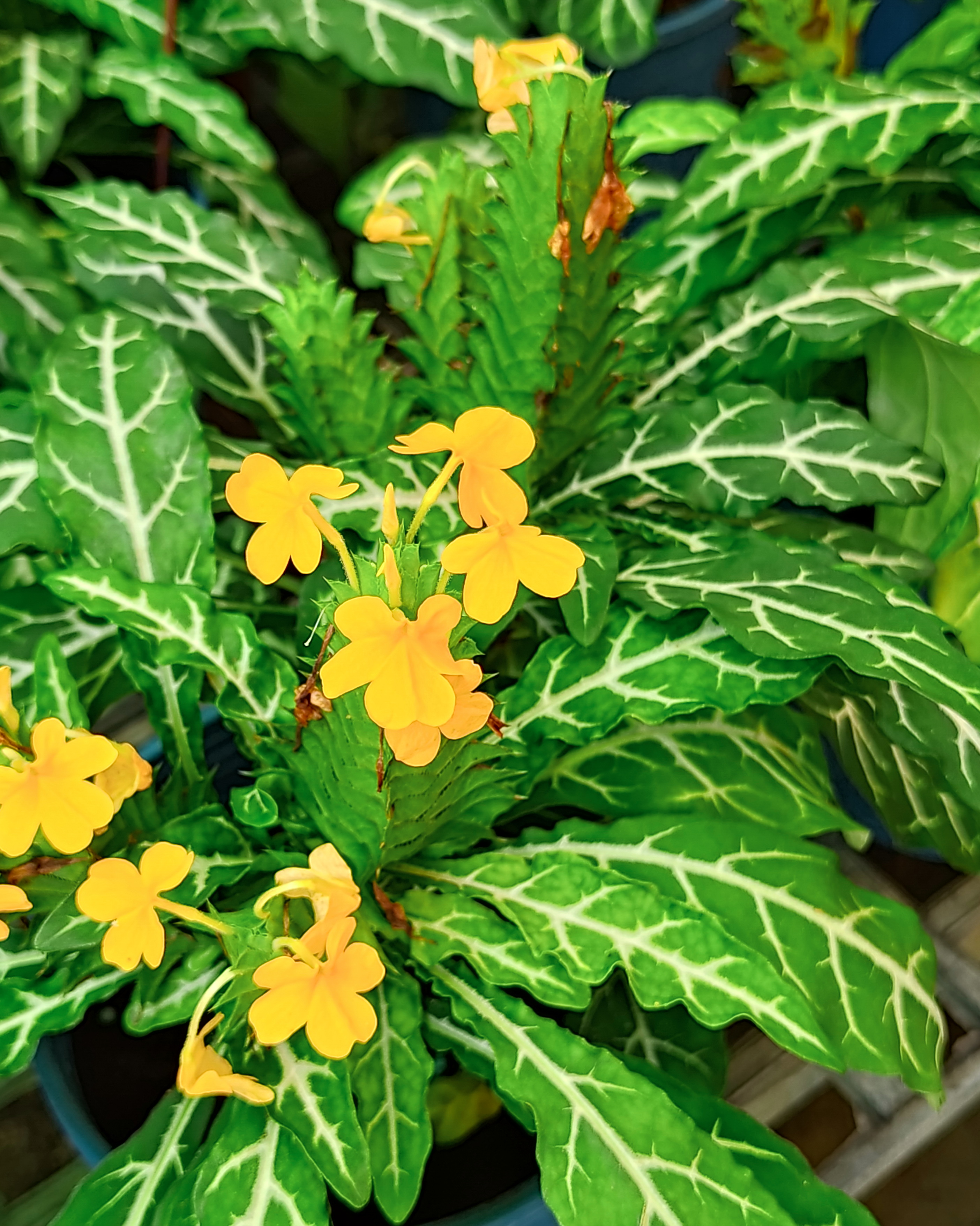 𝘊𝘳𝘰𝘴𝘴𝘢𝘯𝘥𝘳𝘢 𝘱𝘶𝘯𝘨𝘦𝘯𝘴 銀脈鳥尾花