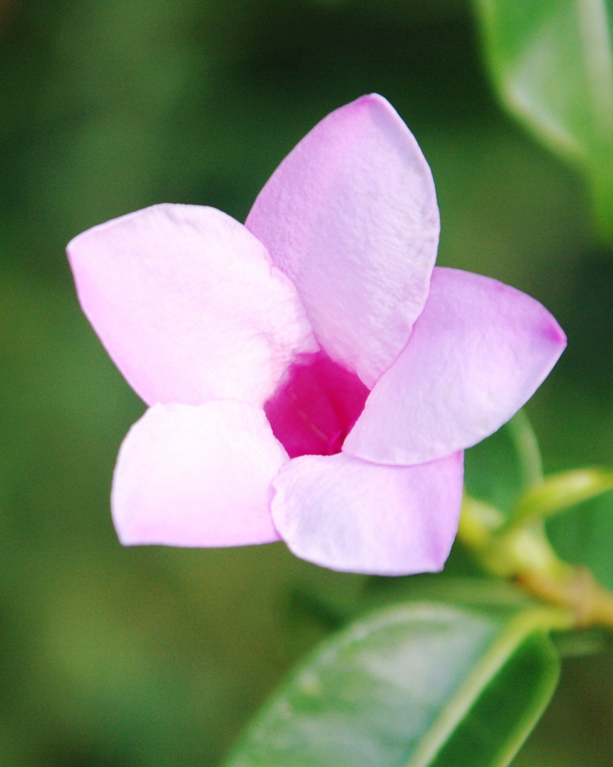 𝘊𝘳𝘺𝘱𝘵𝘰𝘴𝘵𝘦𝘨𝘪𝘢 𝘨𝘳𝘢𝘯𝘥𝘪𝘧𝘭𝘰𝘳𝘢 橡膠茉莉