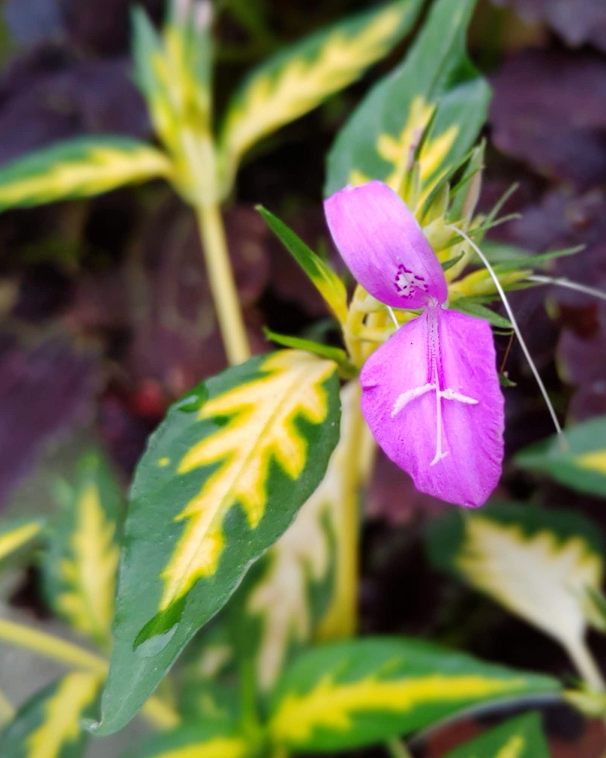 𝘋𝘪𝘤𝘭𝘪𝘱𝘵𝘦𝘳𝘢 𝘶𝘯𝘥𝘶𝘭𝘢𝘵𝘢 ‘Aureo-variegata’ 金蔓草