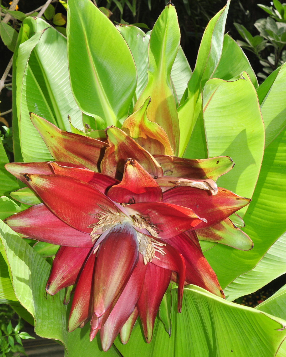 𝘌𝘯𝘴𝘦𝘵𝘦 𝘷𝘦𝘯𝘵𝘳𝘪𝘤𝘰𝘴𝘶𝘮 衣索比亞象腿蕉