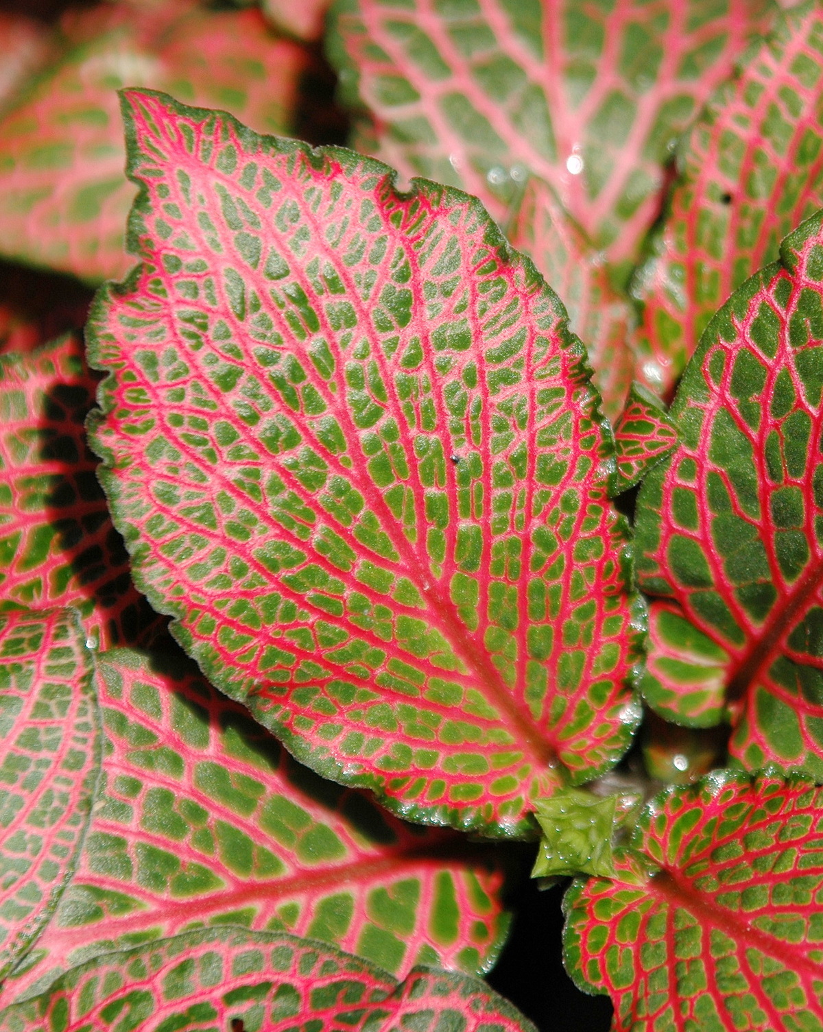 Fittonia albivenis