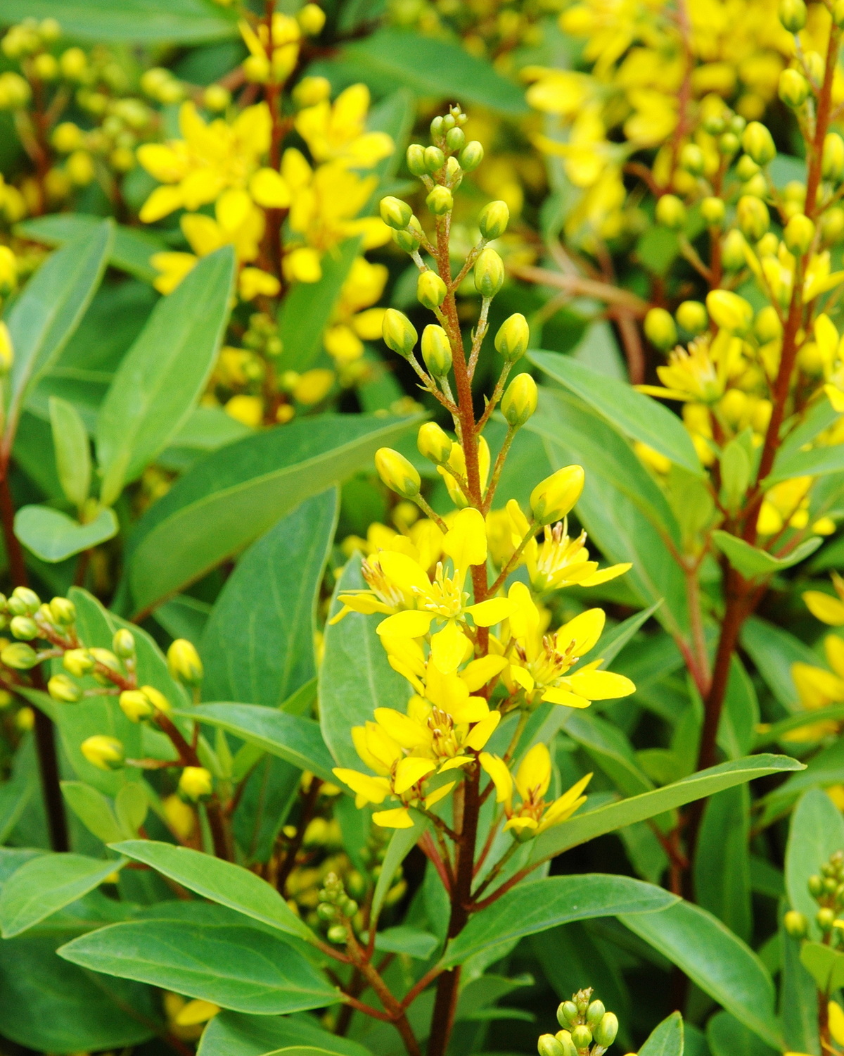 𝘎𝘢𝘭𝘱𝘩𝘪𝘮𝘪𝘢 𝘨𝘭𝘢𝘶𝘤𝘢 金英花