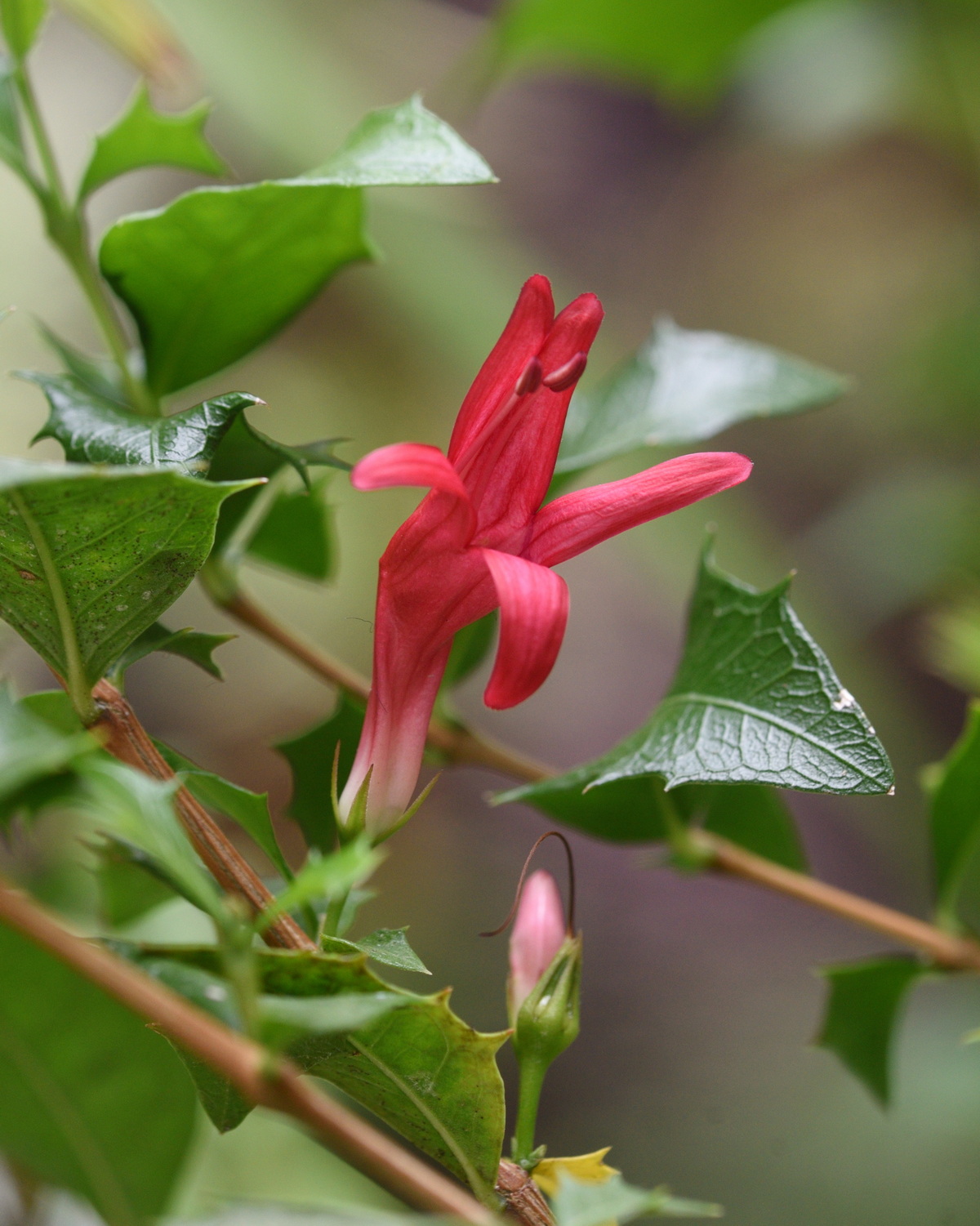 𝘎𝘳𝘢𝘱𝘵𝘰𝘱𝘩𝘺𝘭𝘭𝘶𝘮 𝘪𝘭𝘪𝘤𝘪𝘧𝘰𝘭𝘪𝘶𝘮 黑木山冬青