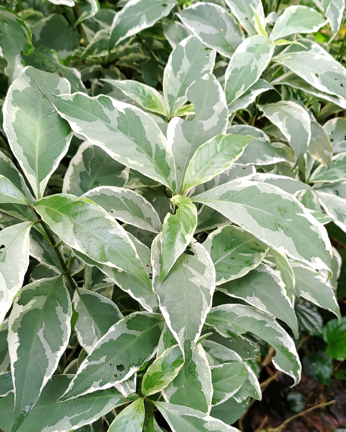𝘎𝘳𝘢𝘱𝘵𝘰𝘱𝘩𝘺𝘭𝘭𝘶𝘮 𝘱𝘪𝘤𝘵𝘶𝘮 ‘Alba Variegata’ 白斑彩葉木