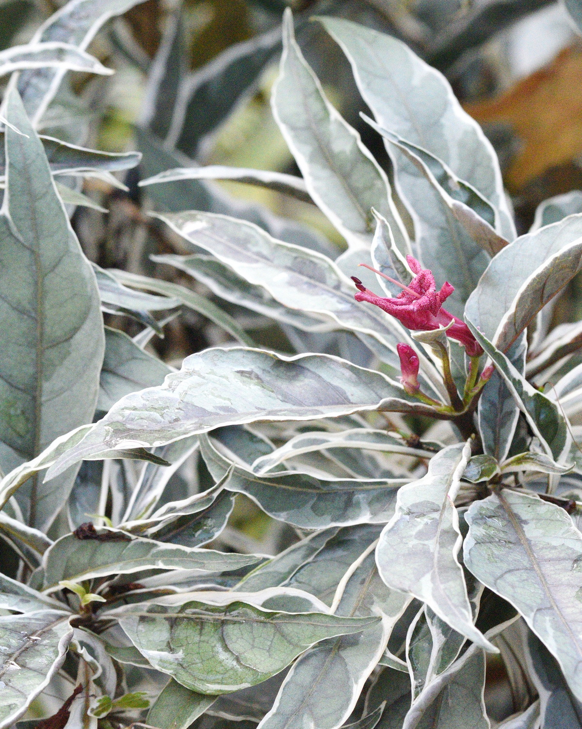 𝘎𝘳𝘢𝘱𝘵𝘰𝘱𝘩𝘺𝘭𝘭𝘶𝘮 𝘱𝘪𝘤𝘵𝘶𝘮 ‘Album Variegatum’ 銀斑彩葉木