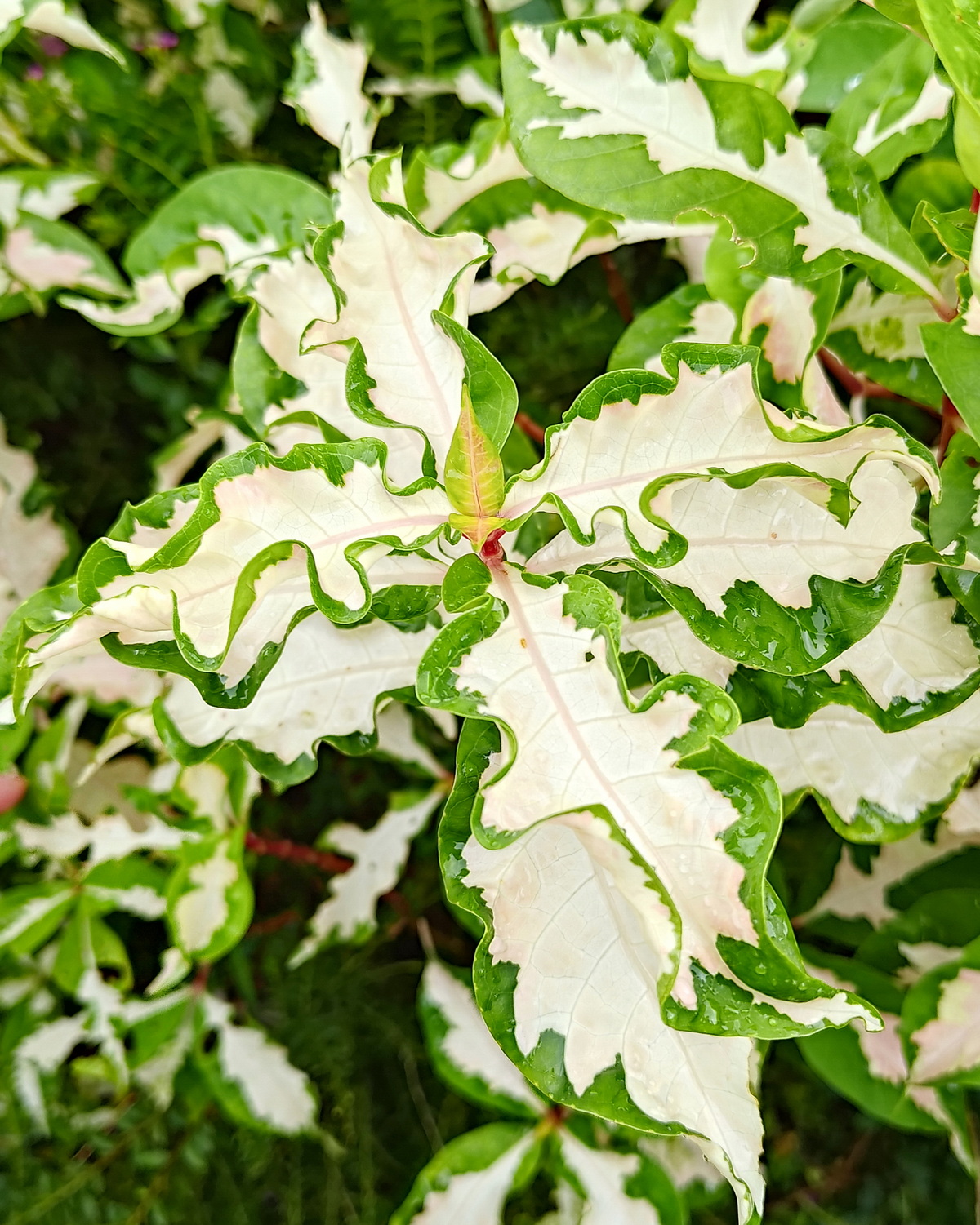 𝘎𝘳𝘢𝘱𝘵𝘰𝘱𝘩𝘺𝘭𝘭𝘶𝘮 𝘱𝘪𝘤𝘵𝘶𝘮 ‘Roseum Variegatum’ 波浪彩葉木