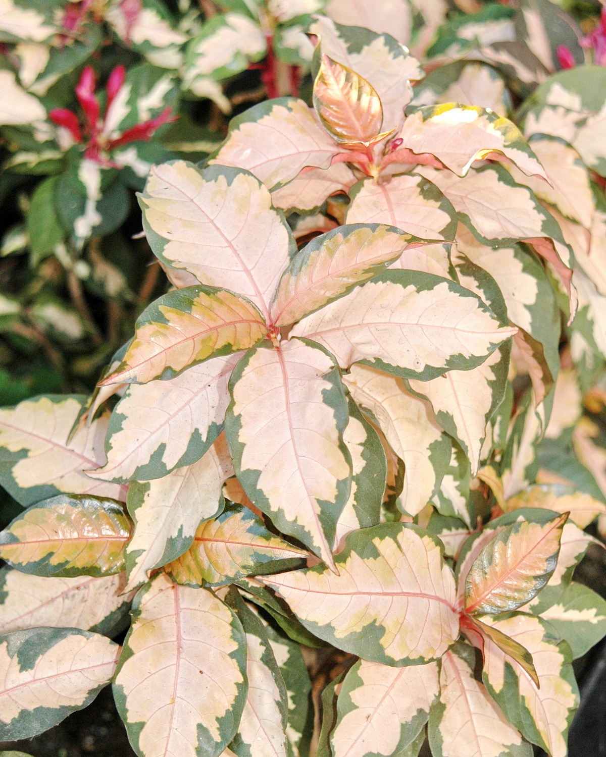 𝘎𝘳𝘢𝘱𝘵𝘰𝘱𝘩𝘺𝘭𝘭𝘶𝘮 𝘱𝘪𝘤𝘵𝘶𝘮 ‘Tricolor’ 三色彩葉木