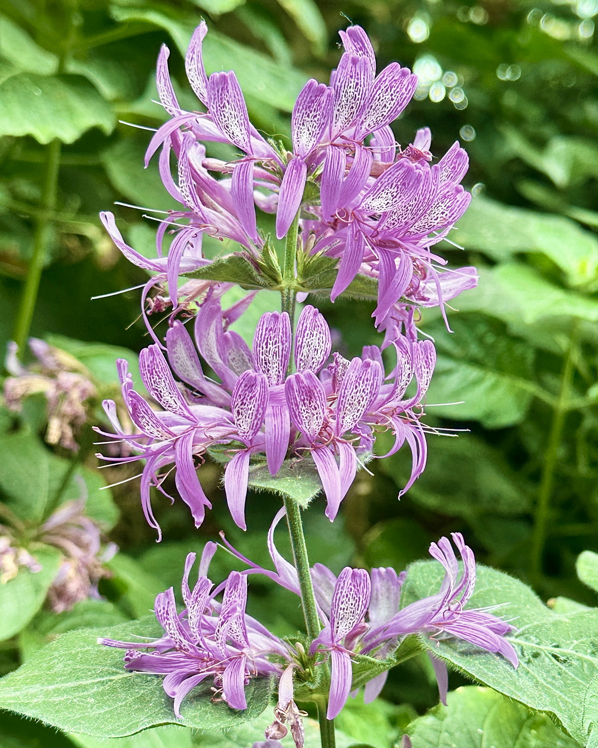 𝘏𝘺𝘱𝘰𝘦𝘴𝘵𝘦𝘴 𝘢𝘳𝘪𝘴𝘵𝘢𝘵𝘢 絲帶花