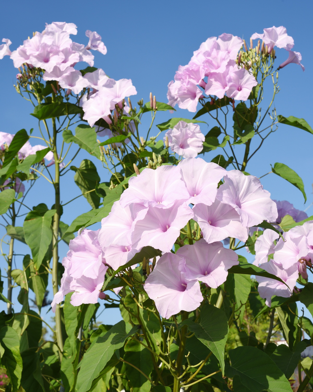 𝘐𝘱𝘰𝘮𝘰𝘦𝘢 𝘤𝘢𝘳𝘯𝘦𝘢 樹牽牛