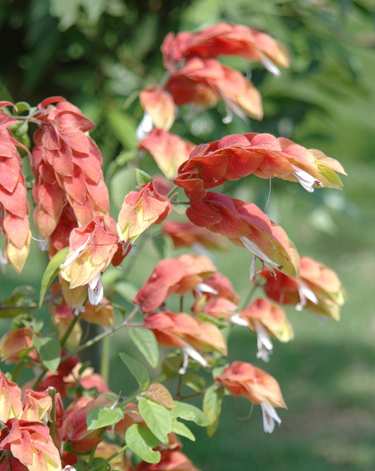 𝘑𝘶𝘴𝘵𝘪𝘤𝘪𝘢 𝘣𝘳𝘢𝘯𝘥𝘦𝘨𝘦𝘦𝘢𝘯𝘢 紅蝦花