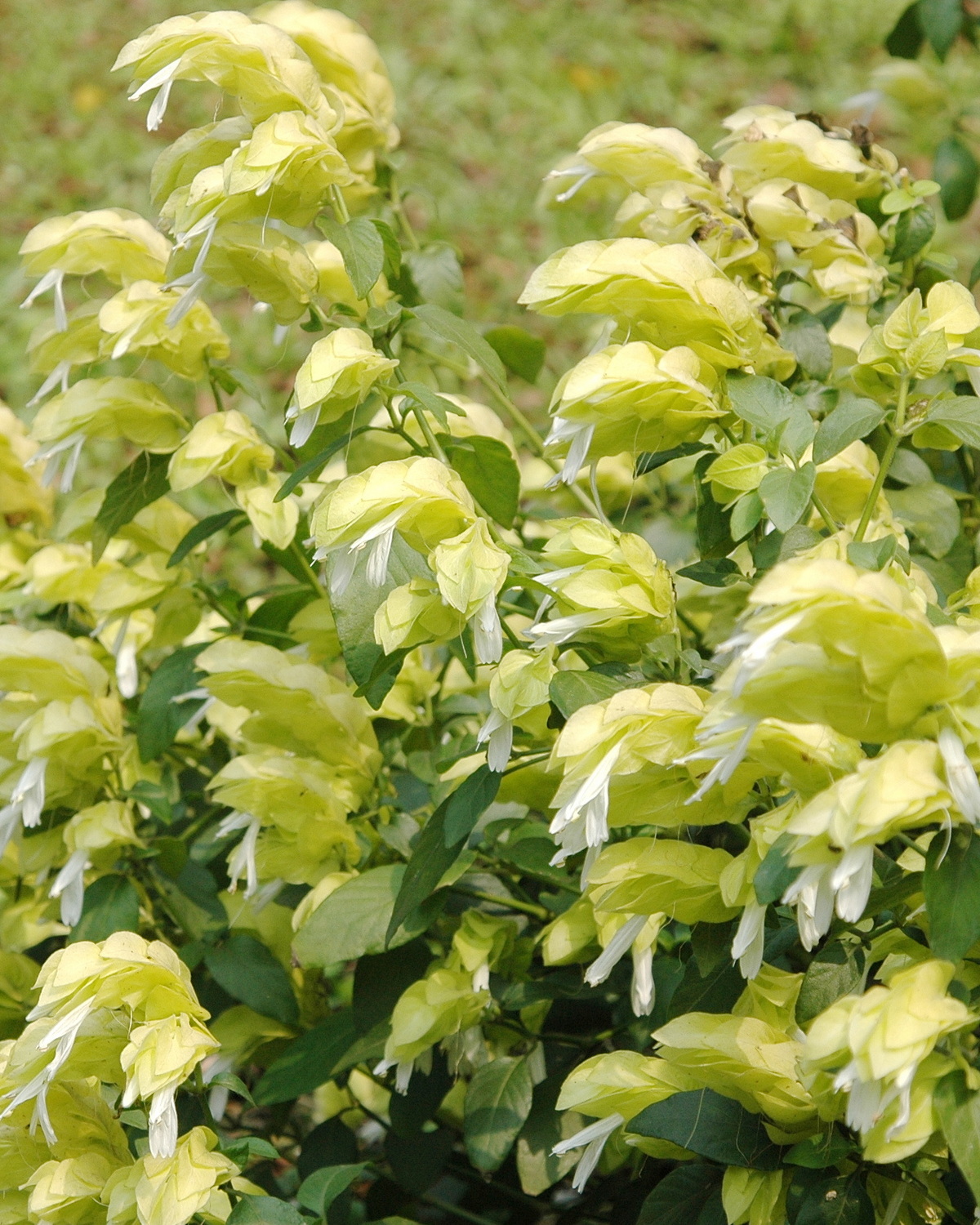 𝘑𝘶𝘴𝘵𝘪𝘤𝘪𝘢 𝘣𝘳𝘢𝘯𝘥𝘦𝘨𝘦𝘦𝘢𝘯𝘢 ‘Lutea’ 綠蝦花