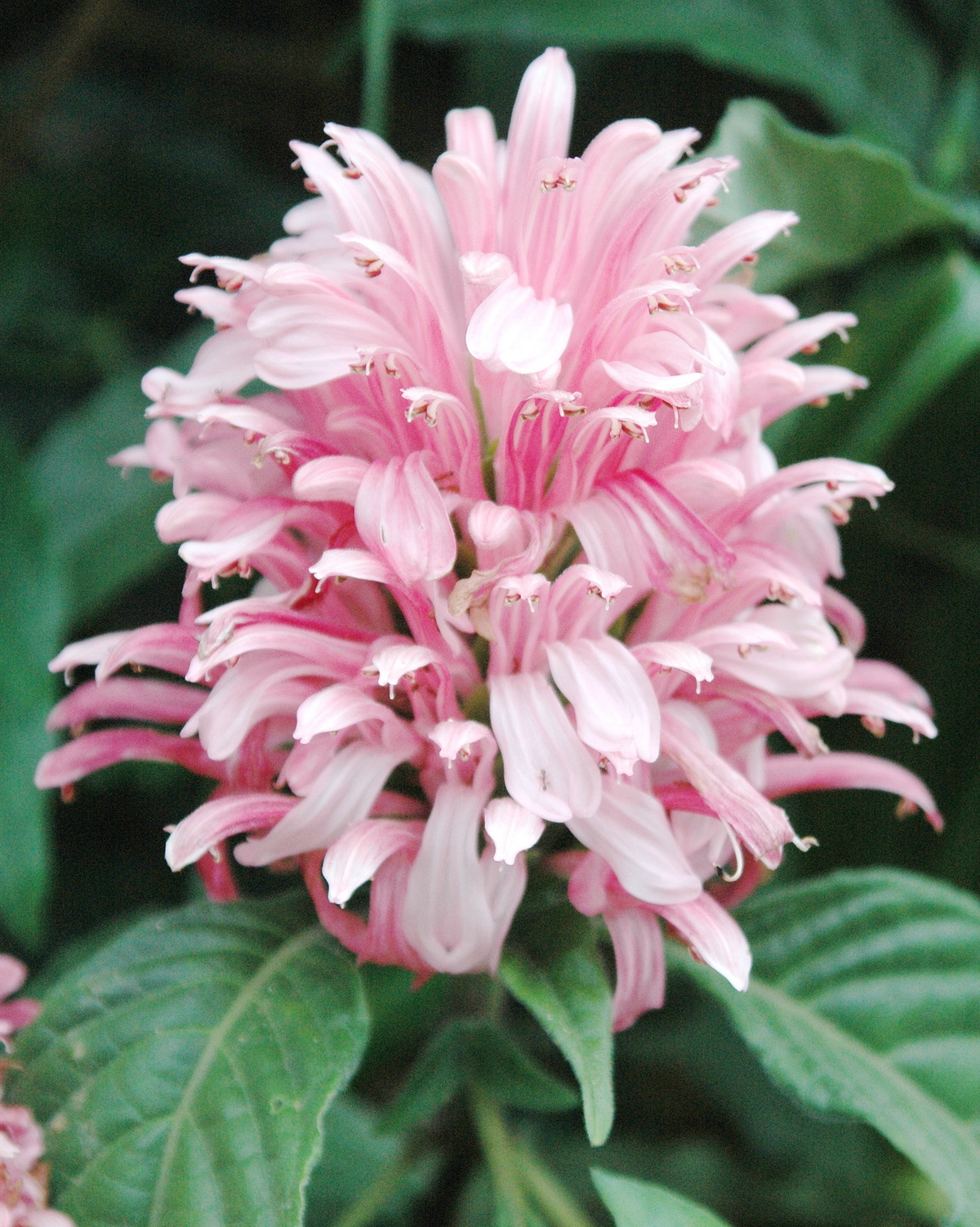 𝘑𝘶𝘴𝘵𝘪𝘤𝘪𝘢 𝘤𝘢𝘳𝘯𝘦𝘢 串心花