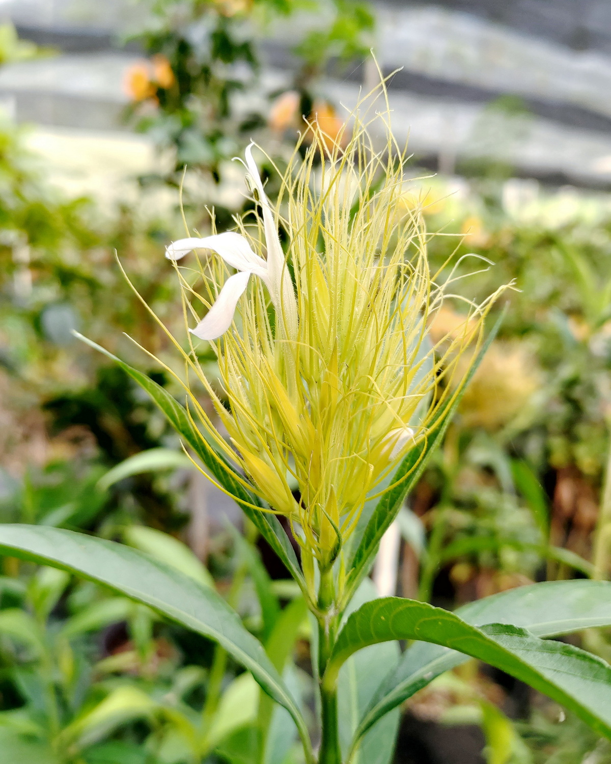 𝘑𝘶𝘴𝘵𝘪𝘤𝘪𝘢 𝘤𝘳𝘰𝘤𝘦𝘰𝘤𝘩𝘭𝘢𝘮𝘺𝘴 金翎花