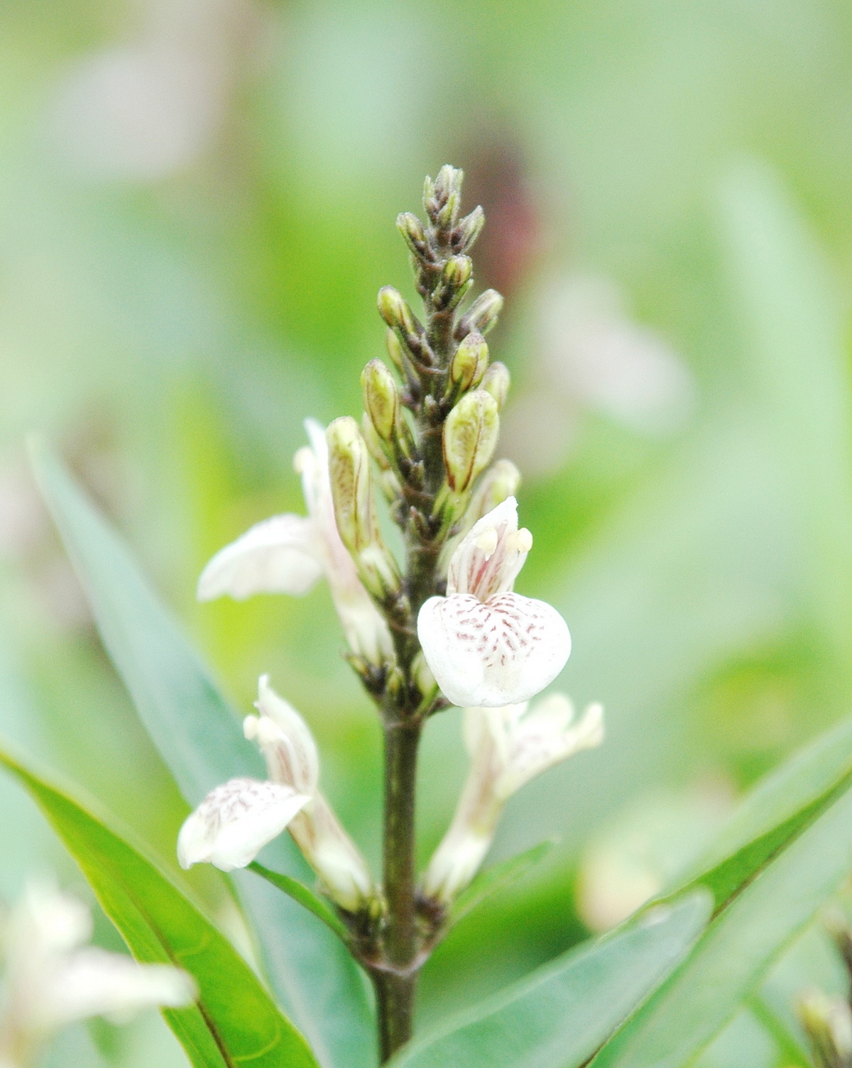 𝘑𝘶𝘴𝘵𝘪𝘤𝘪𝘢 𝘨𝘦𝘯𝘥𝘢𝘳𝘶𝘴𝘴𝘢 尖尾鳳