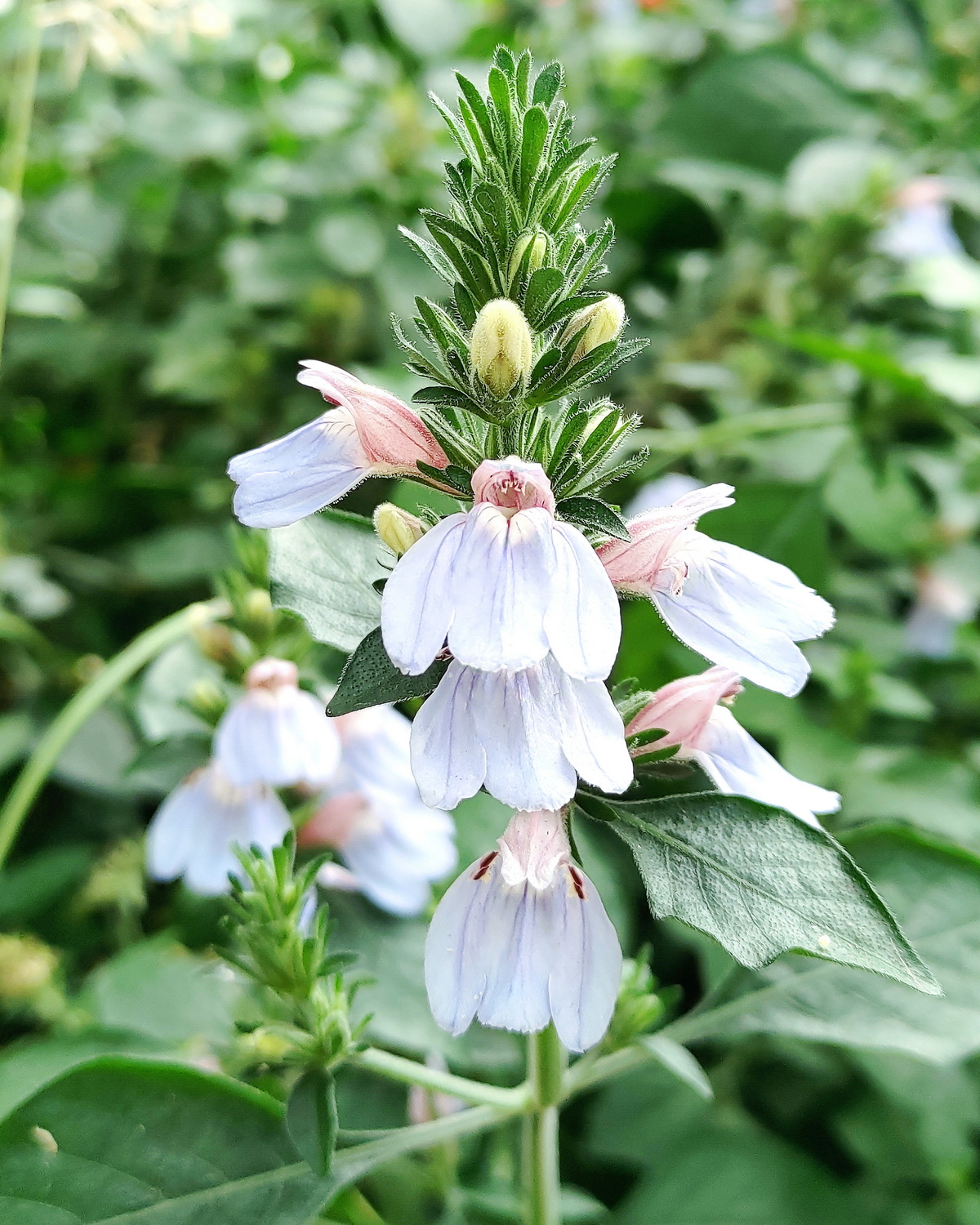 𝘑𝘶𝘴𝘵𝘪𝘤𝘪𝘢 𝘱𝘦𝘵𝘪𝘰𝘭𝘢𝘳𝘪𝘴 天藍爵床