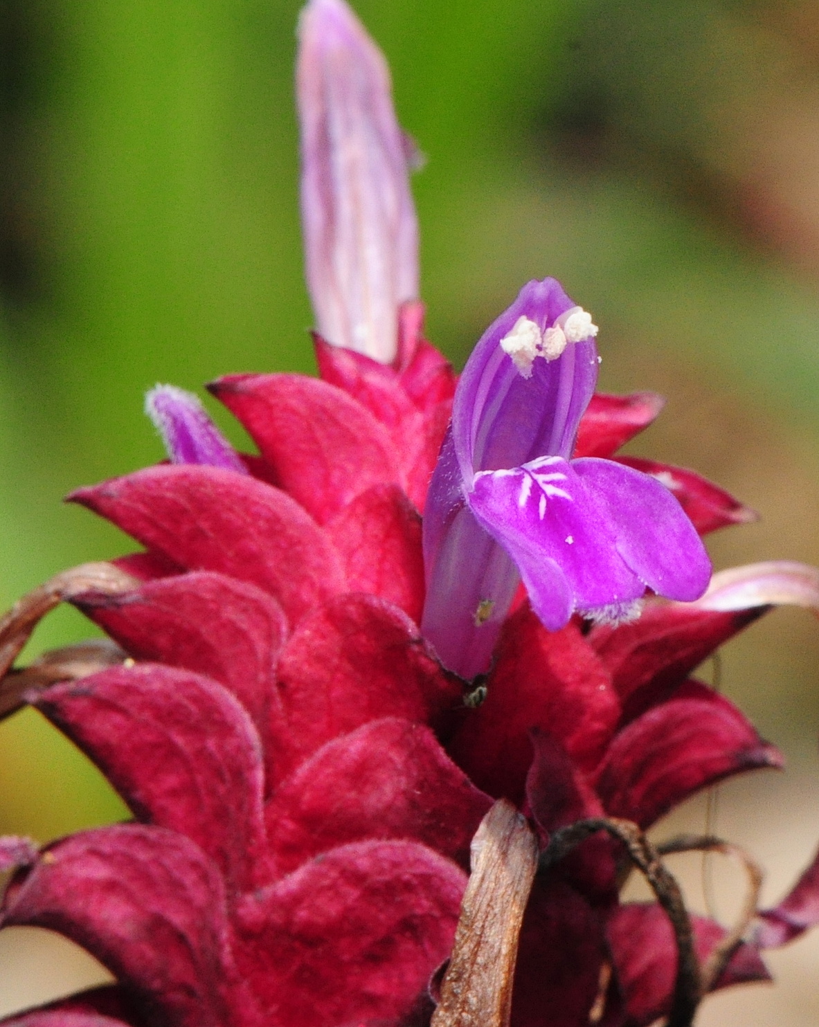 𝘑𝘶𝘴𝘵𝘪𝘤𝘪𝘢 𝘴𝘤𝘩𝘦𝘪𝘥𝘸𝘦𝘪𝘭𝘦𝘳𝘪 巴西煙火