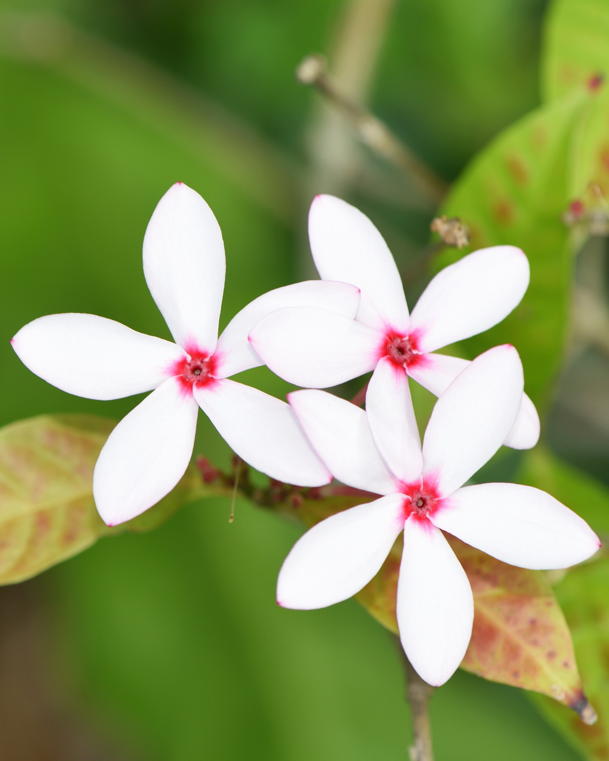 𝘒𝘰𝘱𝘴𝘪𝘢 𝘧𝘳𝘶𝘵𝘪𝘤𝘰𝘴𝘢 紅花蕊木