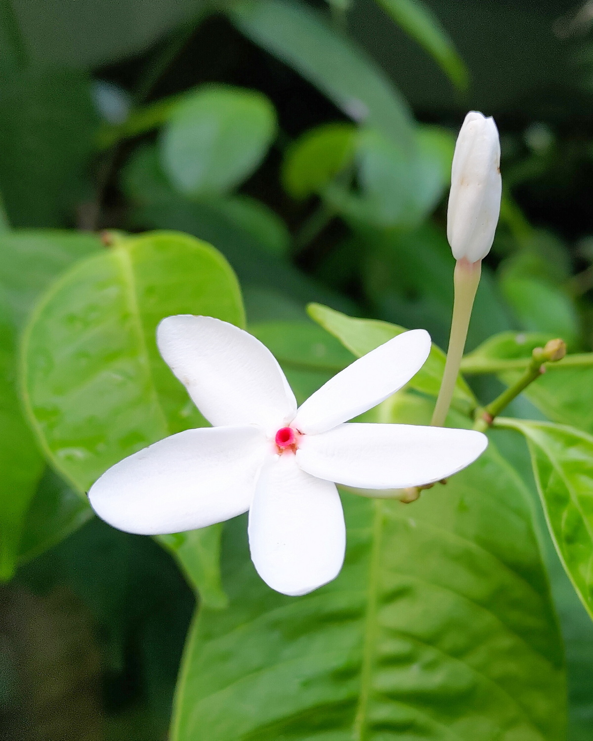 𝘒𝘰𝘱𝘴𝘪𝘢 𝘴𝘪𝘯𝘨𝘢𝘱𝘶𝘳𝘦𝘯𝘴𝘪𝘴 新加坡蕊木