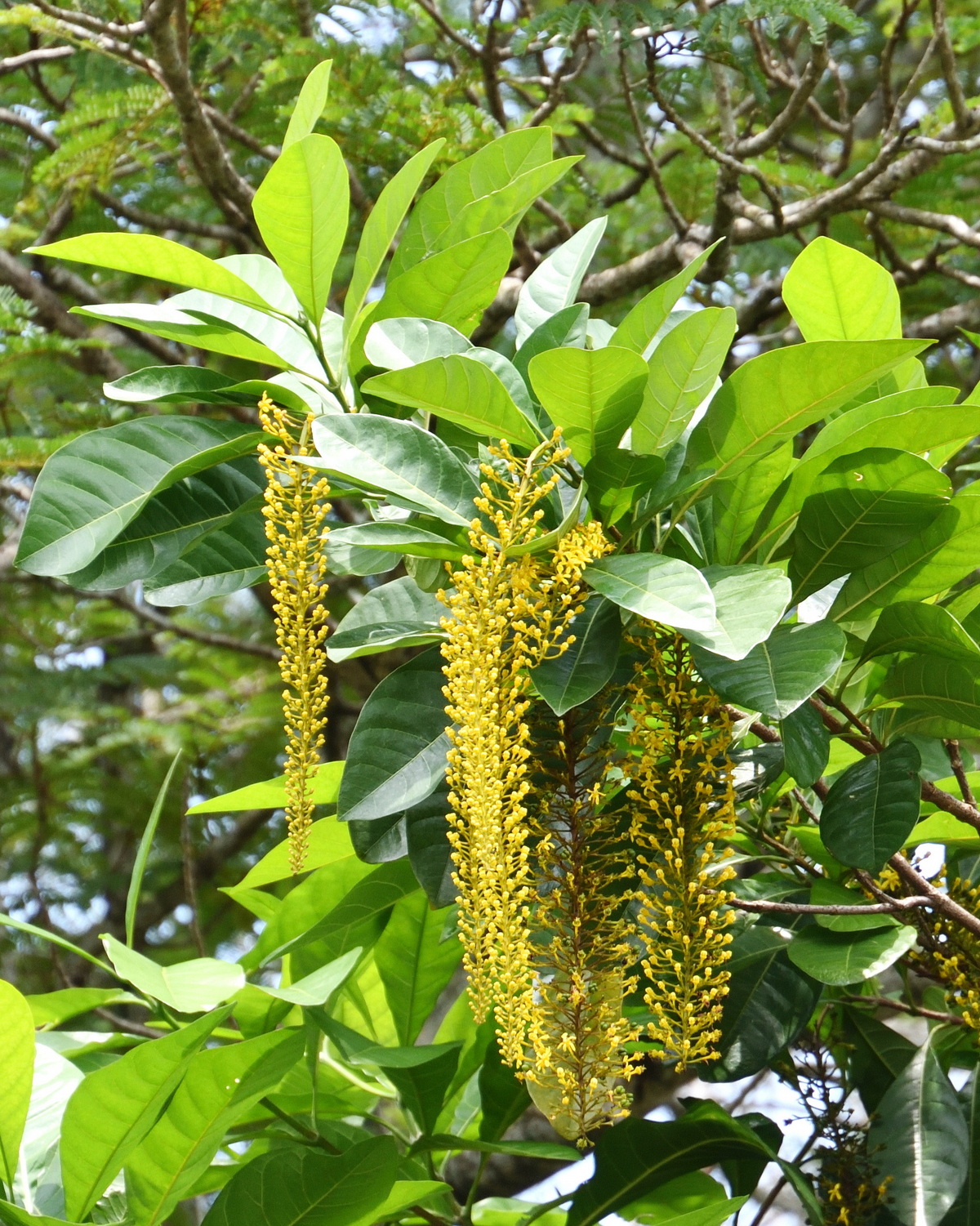 𝘓𝘰𝘱𝘩𝘢𝘯𝘵𝘩𝘦𝘳𝘢 𝘭𝘢𝘤𝘵𝘦𝘴𝘤𝘦𝘯𝘴 金鍊樹