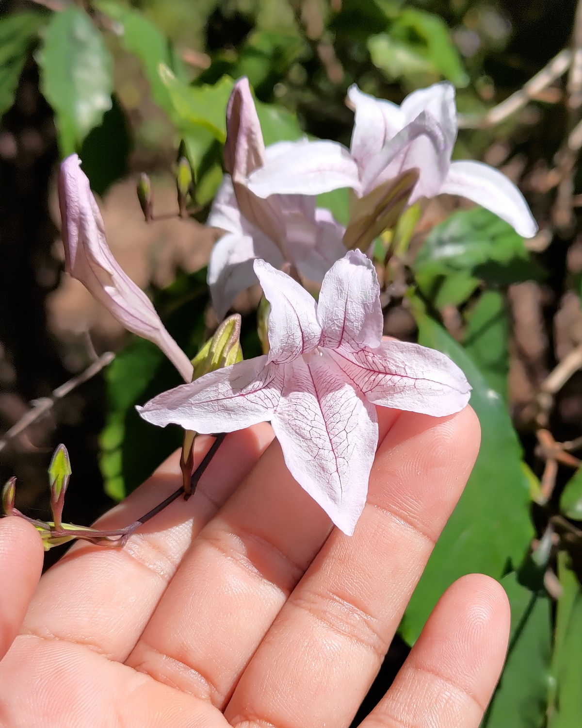 𝘔𝘢𝘤𝘬𝘢𝘺𝘢 𝘣𝘦𝘭𝘭𝘢 美麗林鈴木