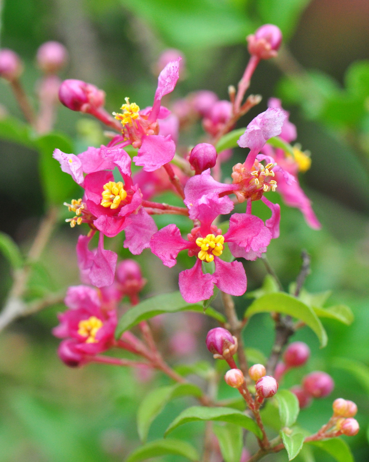 Malpighia glabra