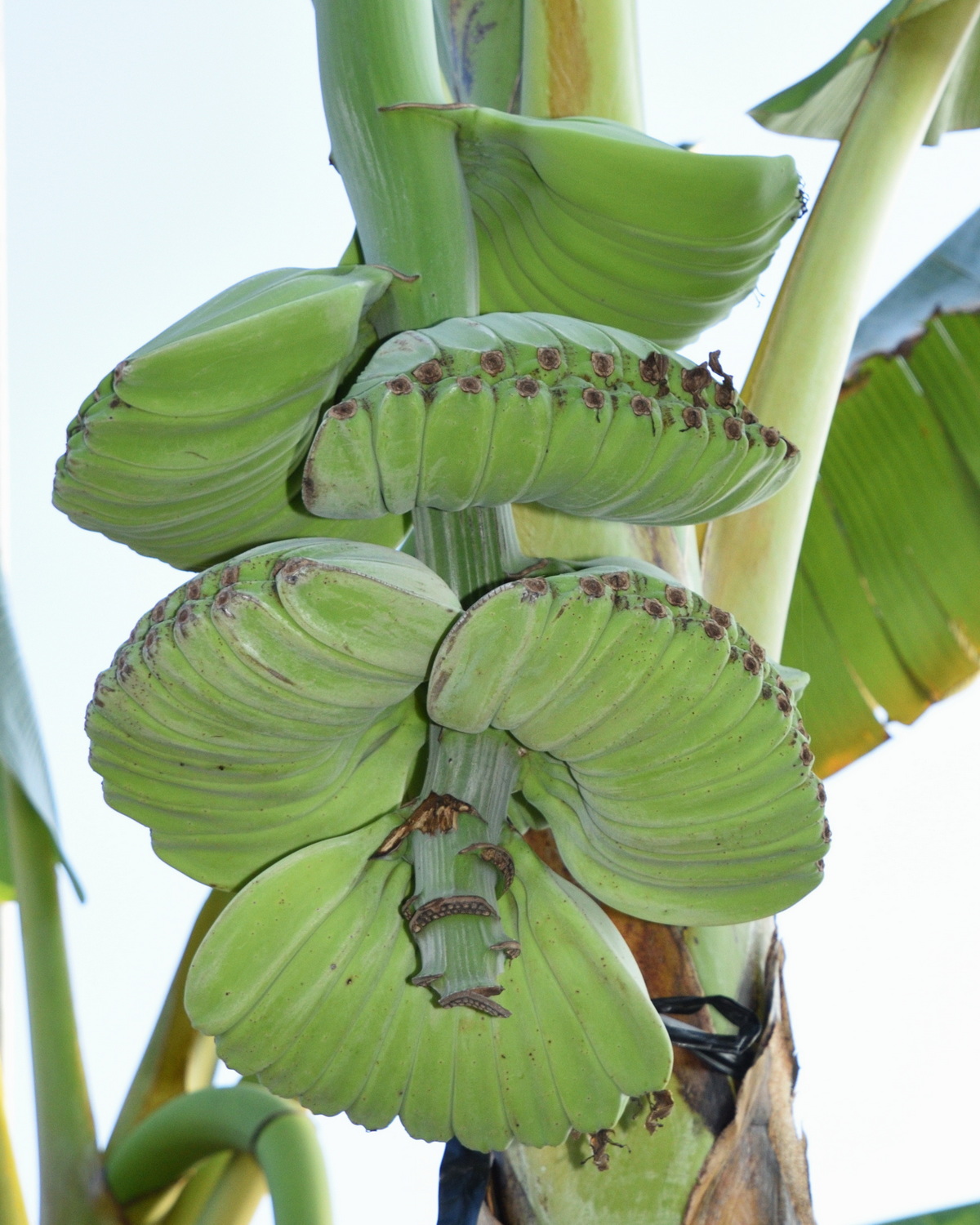 𝘔𝘶𝘴𝘢 × 𝘱𝘢𝘳𝘢𝘥𝘪𝘴𝘪𝘢𝘤𝘢 ‘Praying Hands’ 合掌蕉