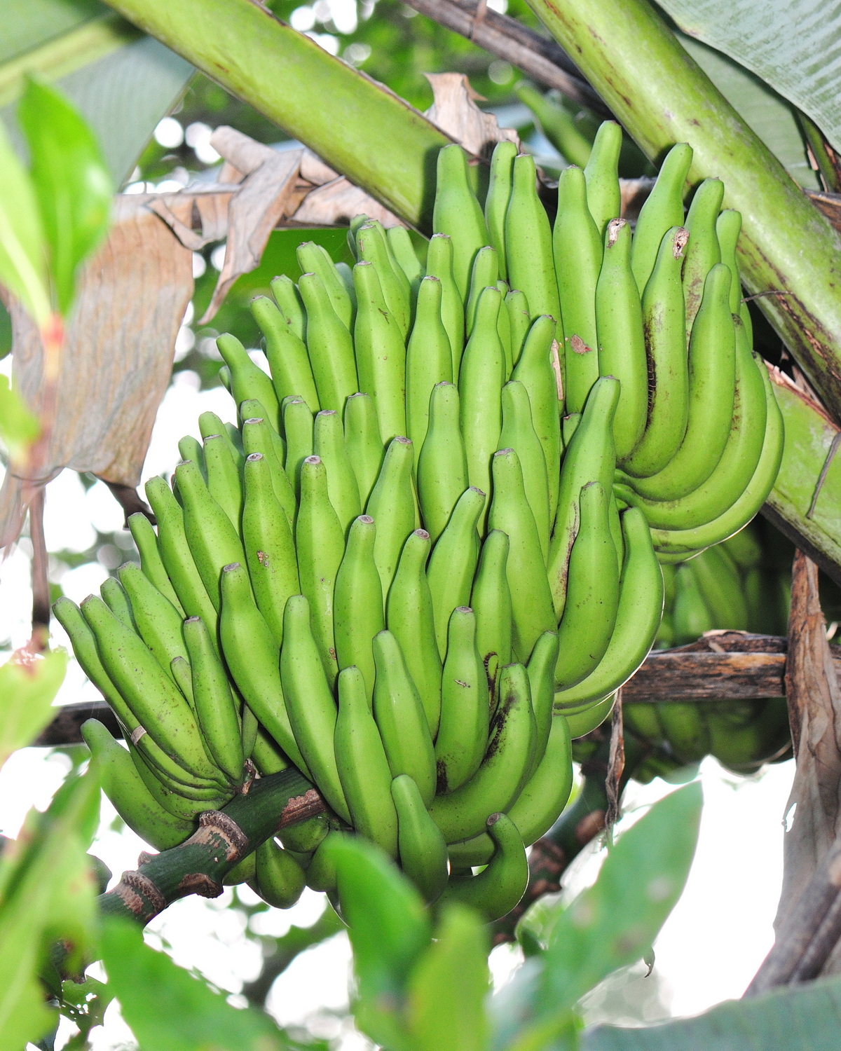 Musa โPisang Lilinโ