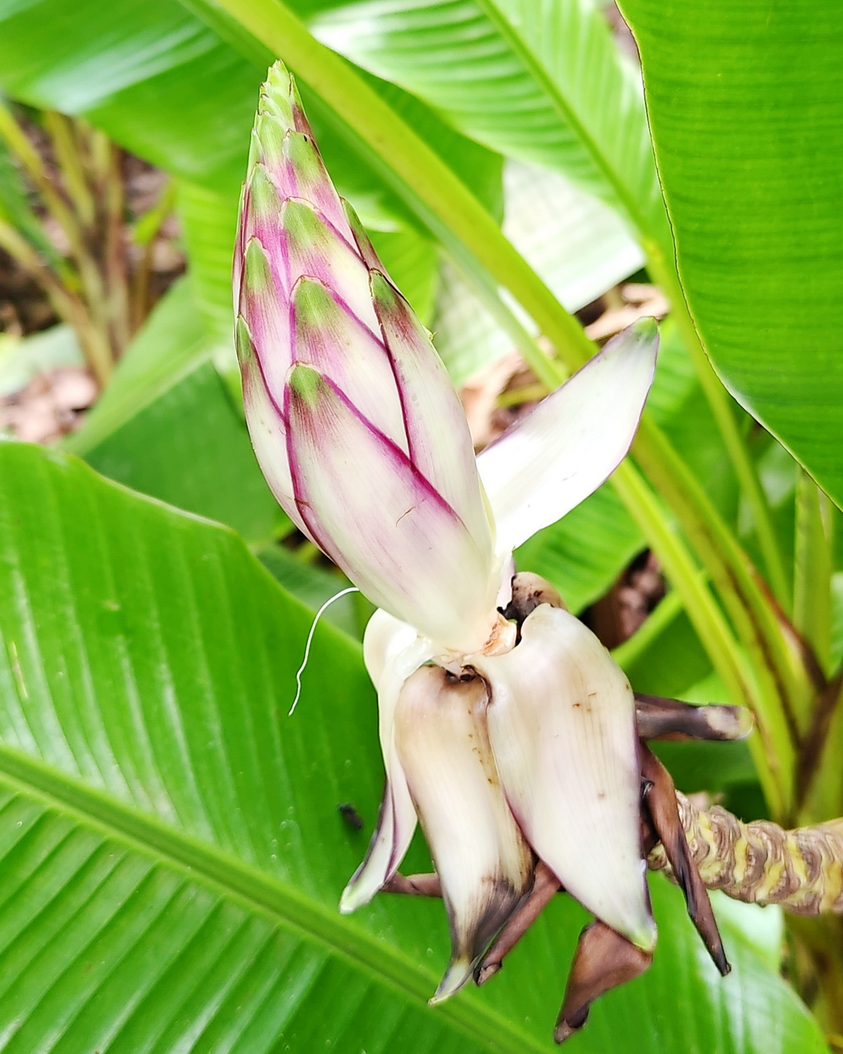 𝘔𝘶𝘴𝘢 𝘨𝘳𝘢𝘤𝘪𝘭𝘪𝘴 柔佛蕉