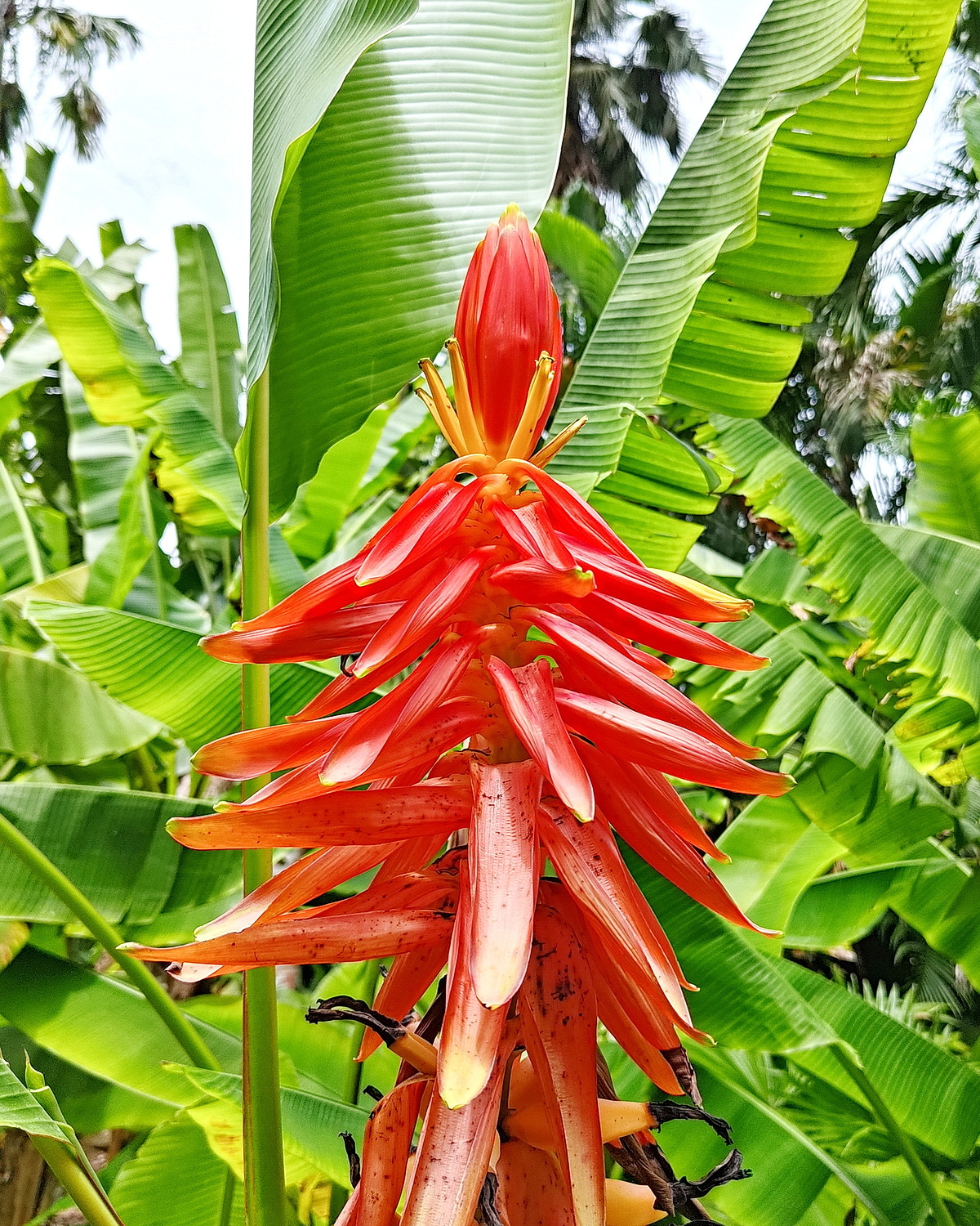 𝘔𝘶𝘴𝘢 𝘩𝘢𝘦𝘬𝘬𝘪𝘯𝘦𝘯𝘪𝘪 火炬蕉