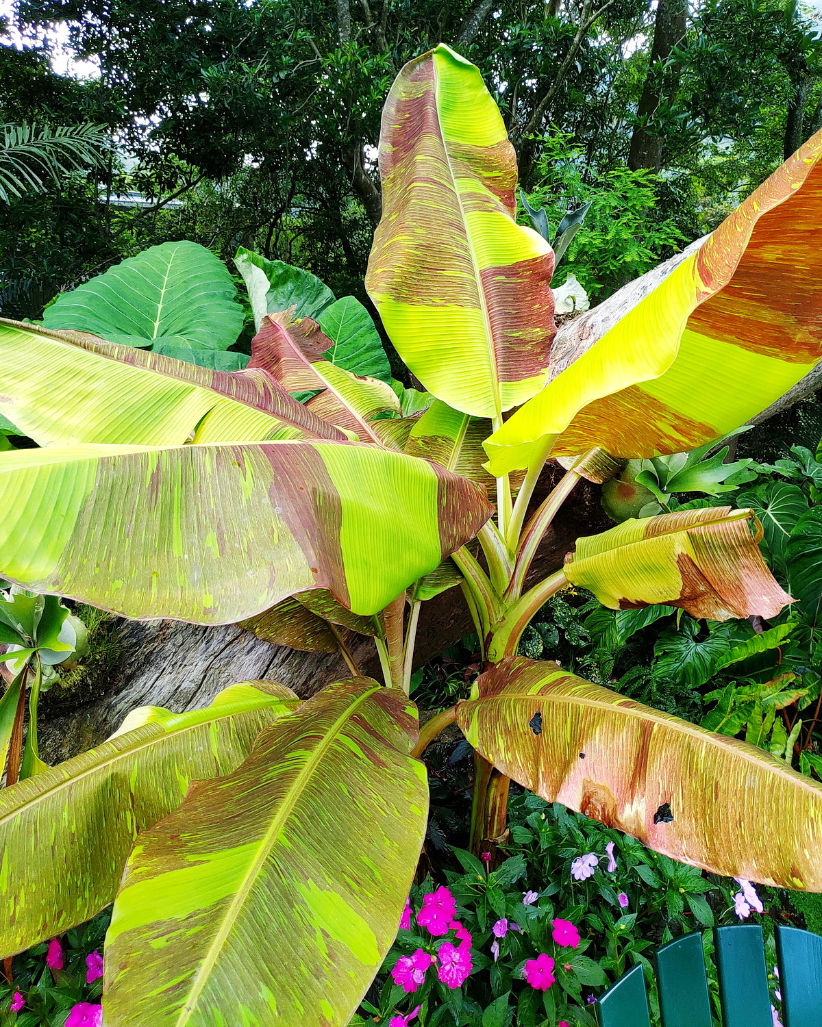 𝘔𝘶𝘴𝘢 ‘Siam Ruby’ 暹羅紅寶石蕉