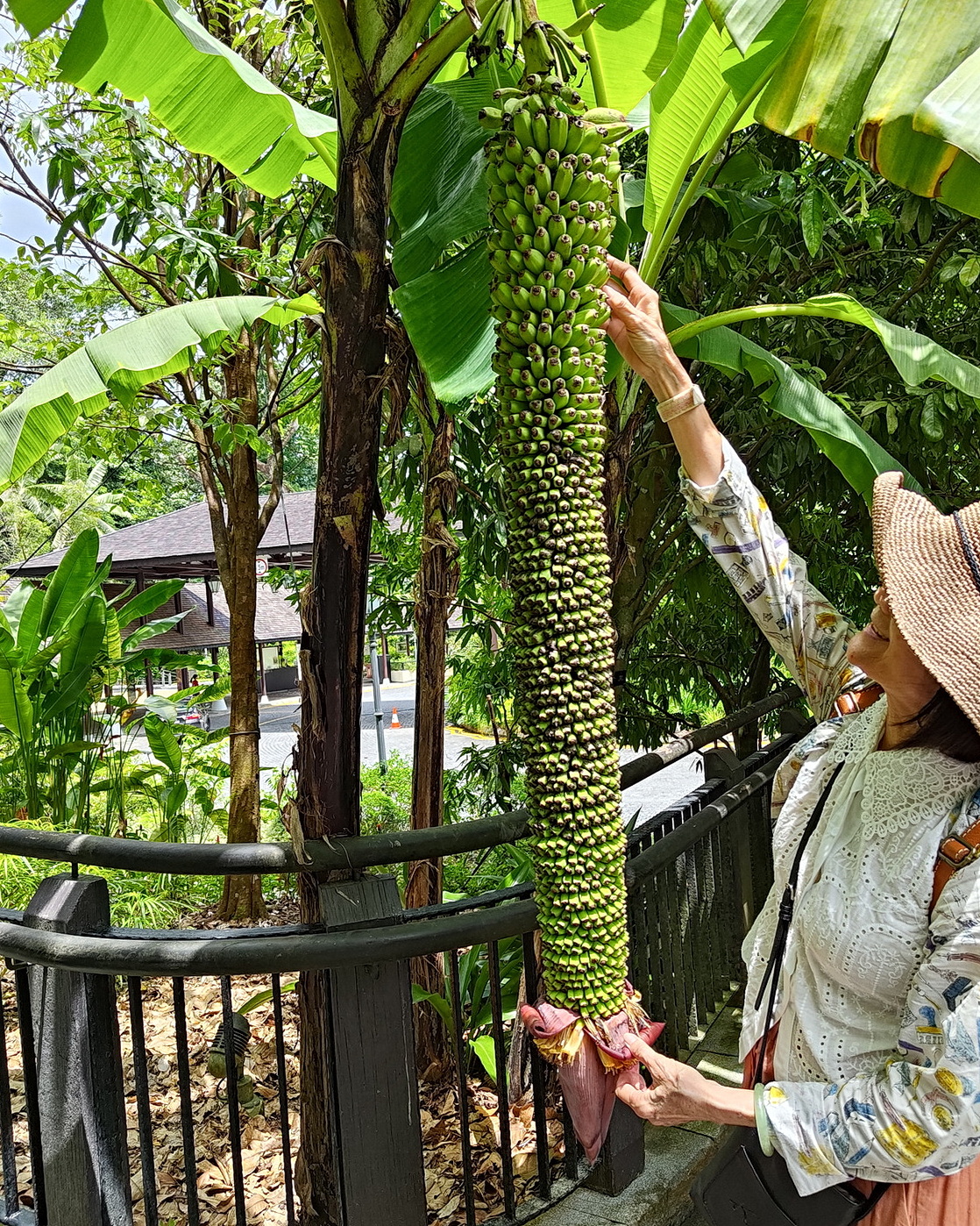 𝘔𝘶𝘴𝘢 ‘Thousand Fingers’ 千層蕉