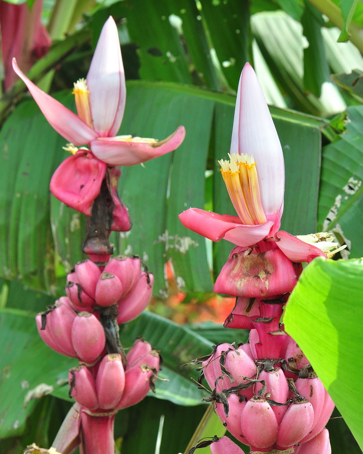 𝘔𝘶𝘴𝘢 𝘷𝘦𝘭𝘶𝘵𝘪𝘯𝘢 絨果蕉