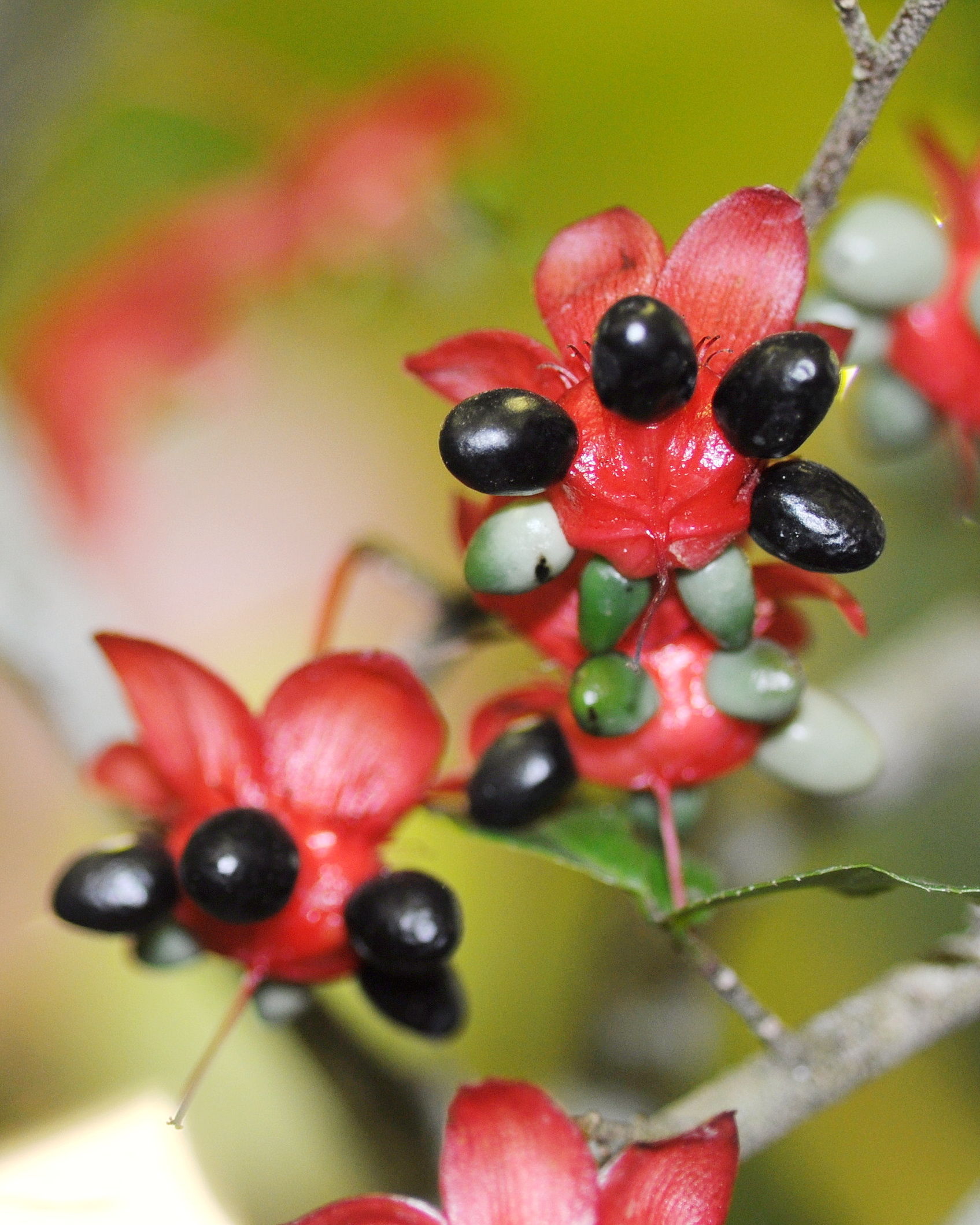 𝘖𝘤𝘩𝘯𝘢 𝘴𝘦𝘳𝘳𝘶𝘭𝘢𝘵𝘢 鋸葉黃梅