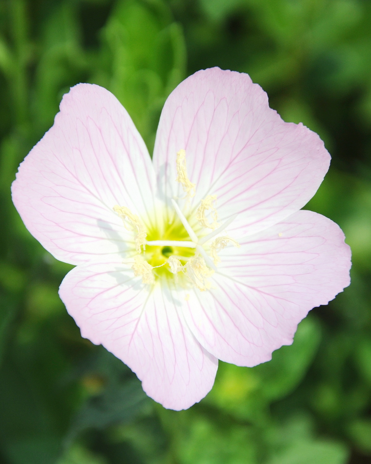 𝘖𝘦𝘯𝘰𝘵𝘩𝘦𝘳𝘢 𝘴𝘱𝘦𝘤𝘪𝘰𝘴𝘢 美麗月見草