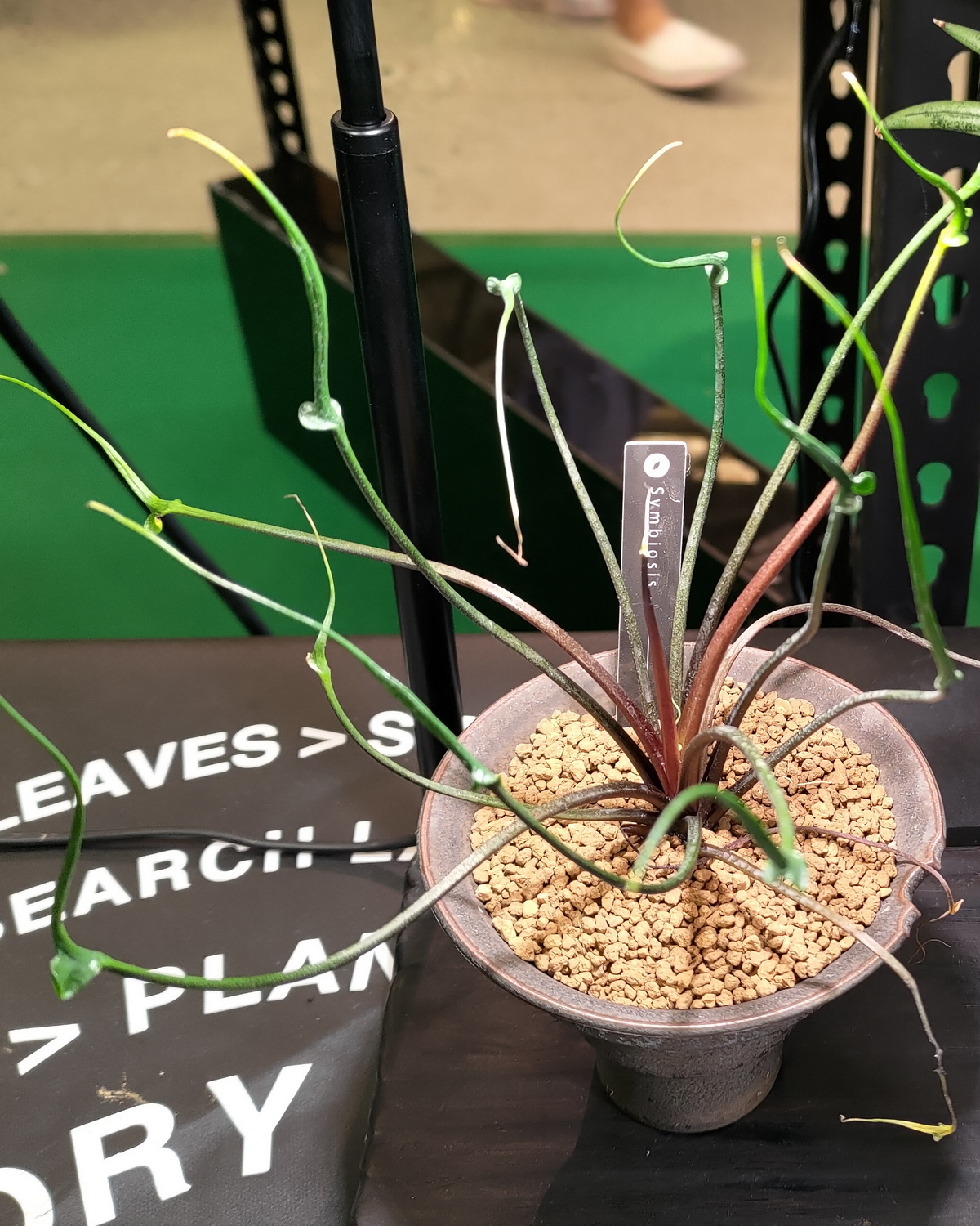 𝘈𝘭𝘰𝘤𝘢𝘴𝘪𝘢 ‘Flying Squid’ 魷魚觀音蓮