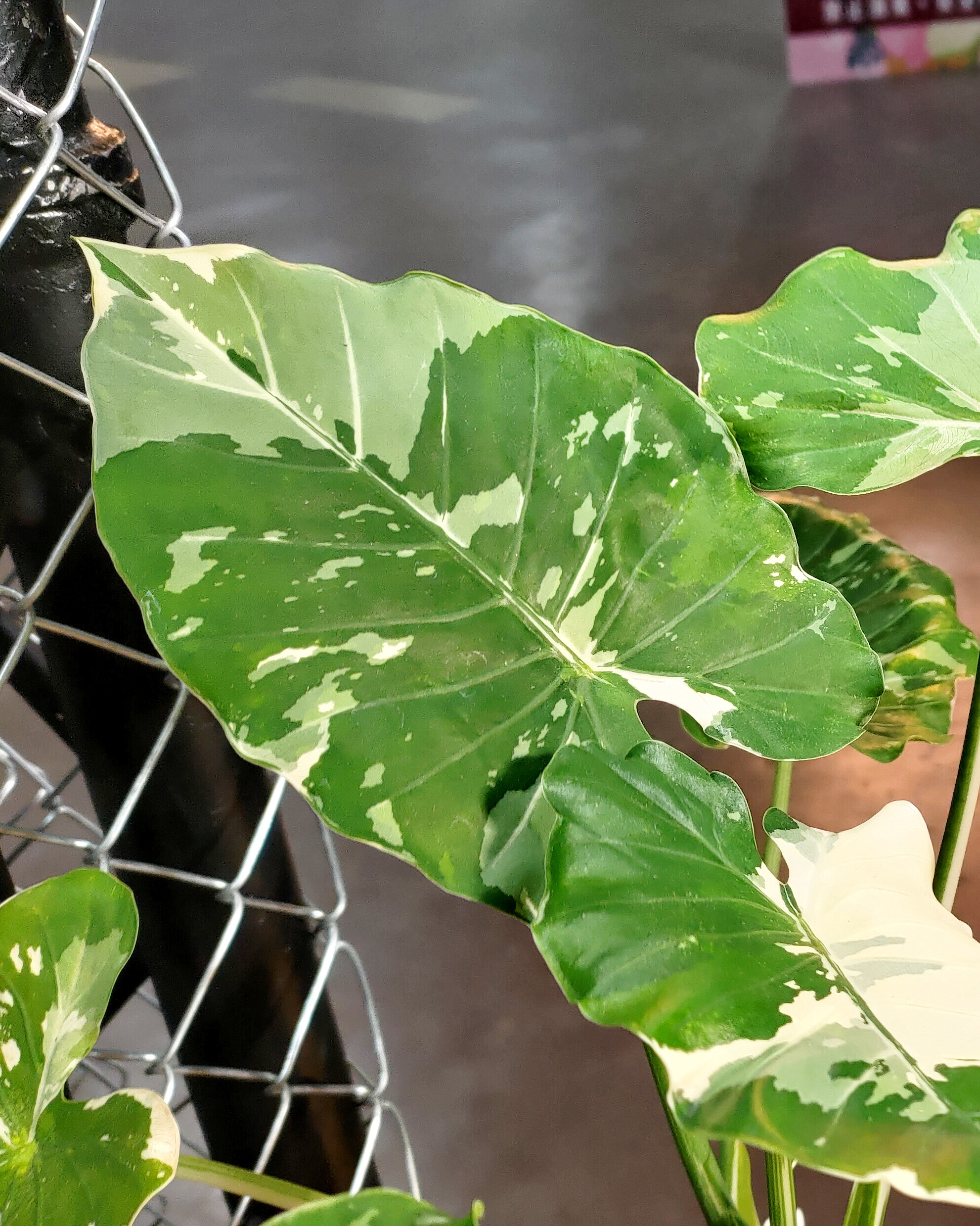Alocasia odora 'Okinawa Silver'