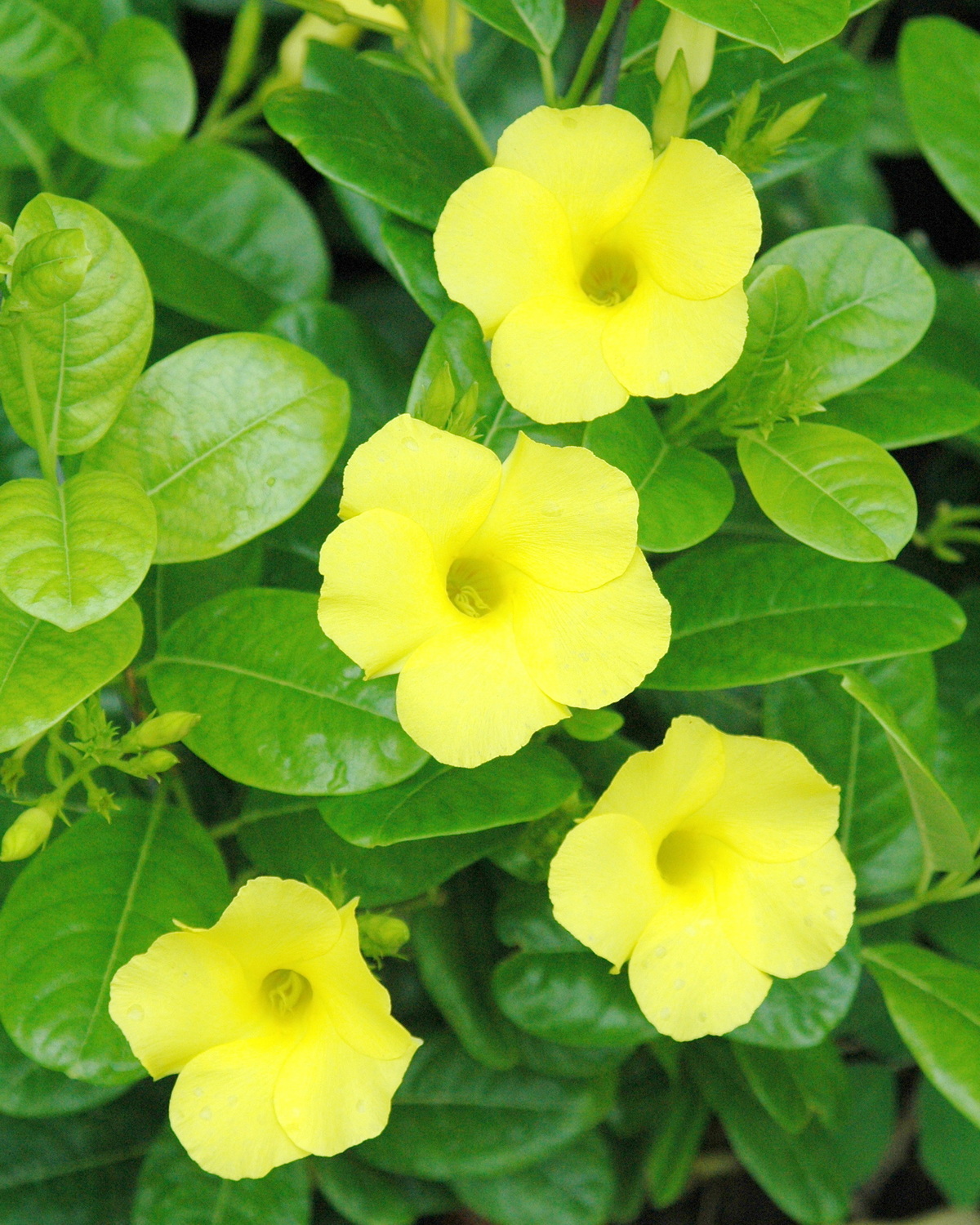 𝘗𝘦𝘯𝘵𝘢𝘭𝘪𝘯𝘰𝘯 𝘭𝘶𝘵𝘦𝘶𝘮 蔓性黃蟬