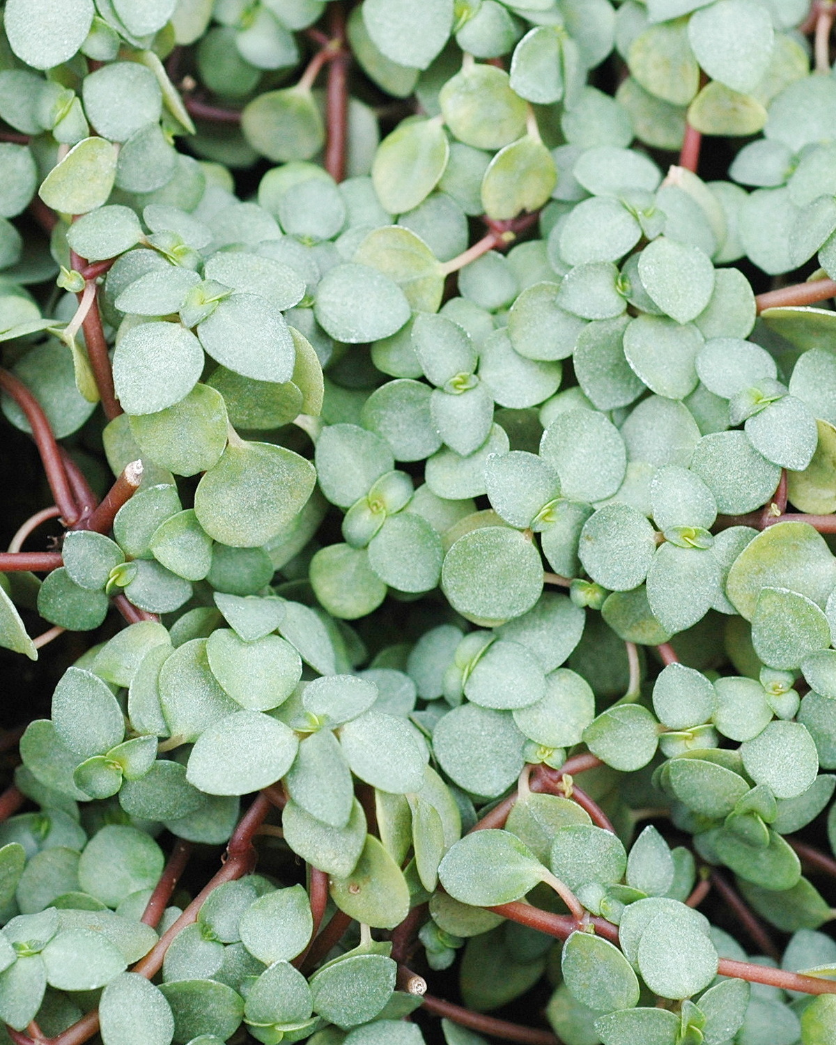 𝘗𝘪𝘭𝘦𝘢 𝘭𝘪𝘣𝘢𝘯𝘦𝘯𝘴𝘪𝘴 灰綠冷水花