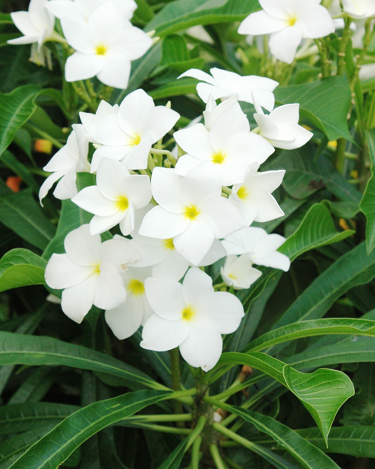 𝘗𝘭𝘶𝘮𝘦𝘳𝘪𝘢 𝘱𝘶𝘥𝘪𝘤𝘢 劍葉緬梔