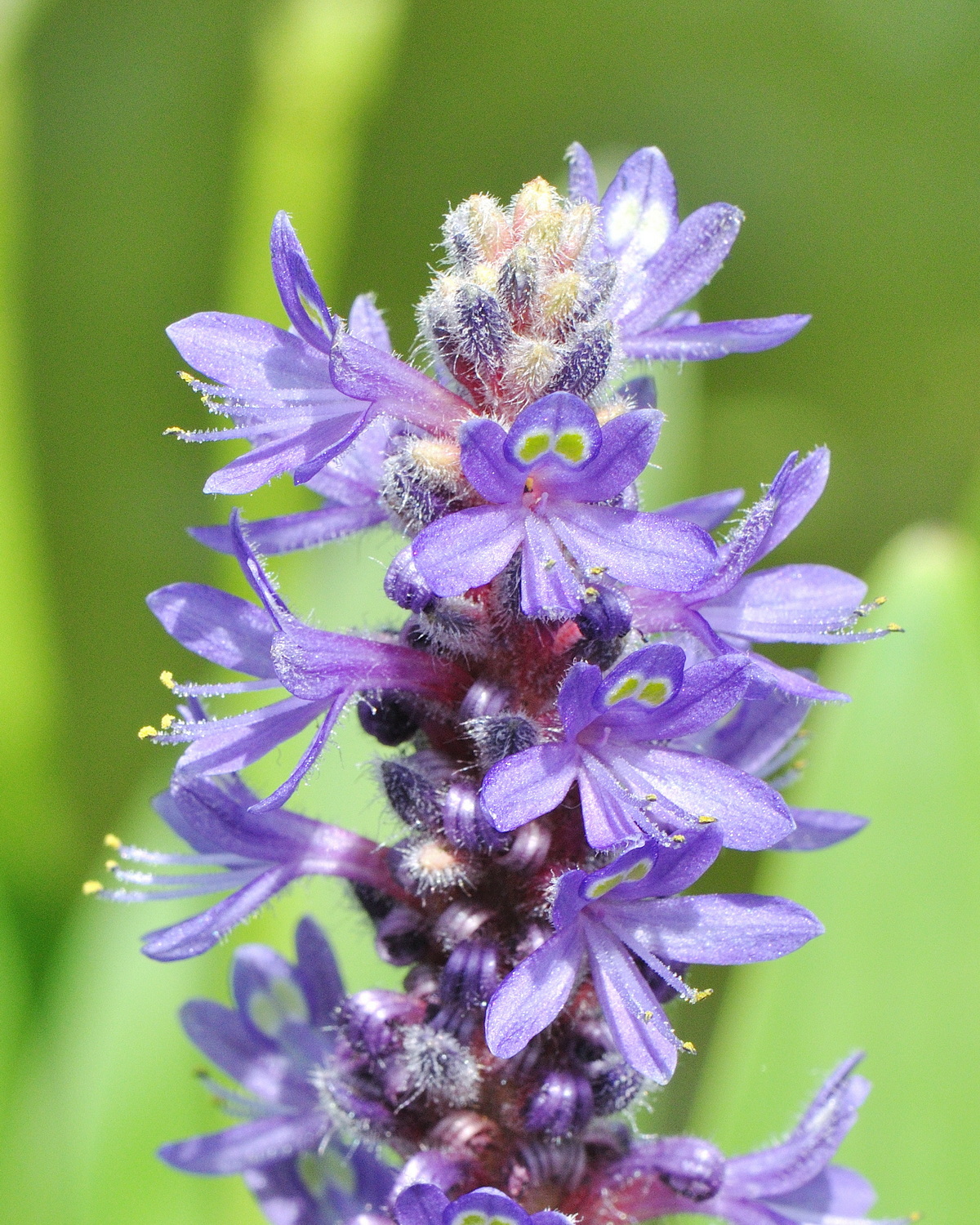 𝘗𝘰𝘯𝘵𝘦𝘥𝘦𝘳𝘪𝘢 𝘤𝘰𝘳𝘥𝘢𝘵𝘢 梭魚草