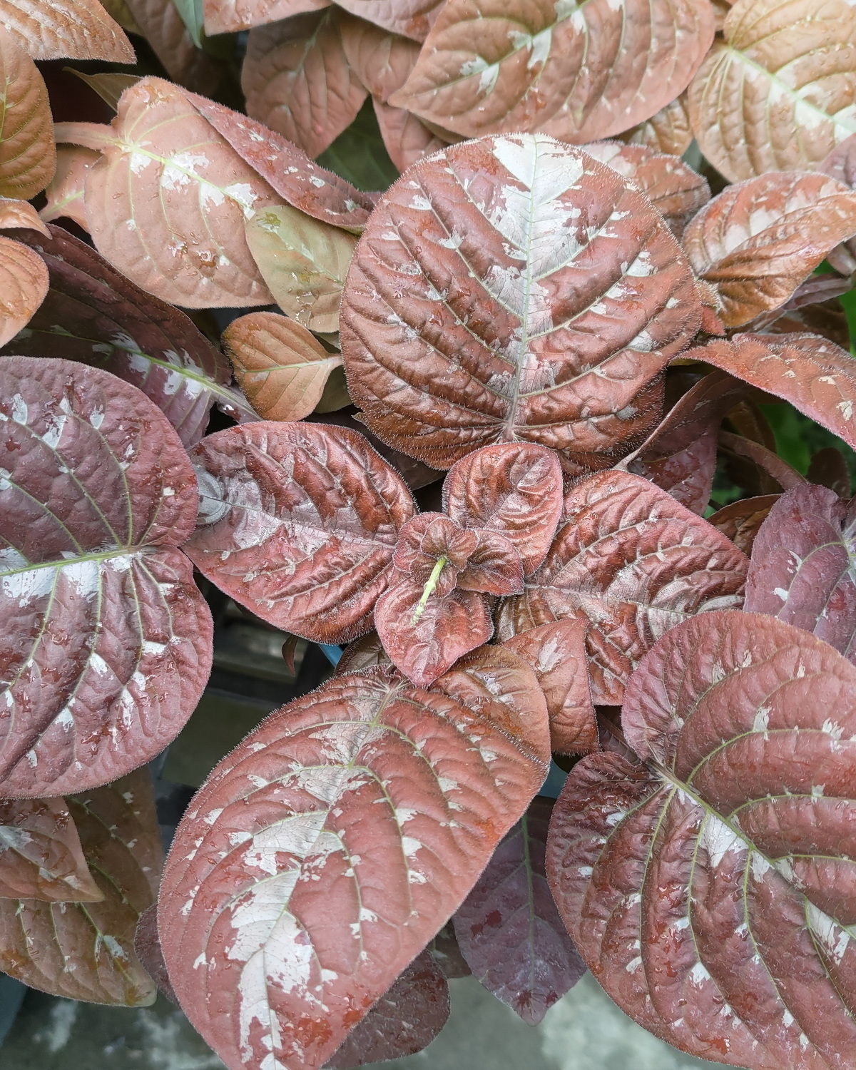 𝘗𝘴𝘦𝘶𝘥𝘦𝘳𝘢𝘯𝘵𝘩𝘦𝘮𝘶𝘮 𝘢𝘭𝘢𝘵𝘶𝘮 巧克力擬美花