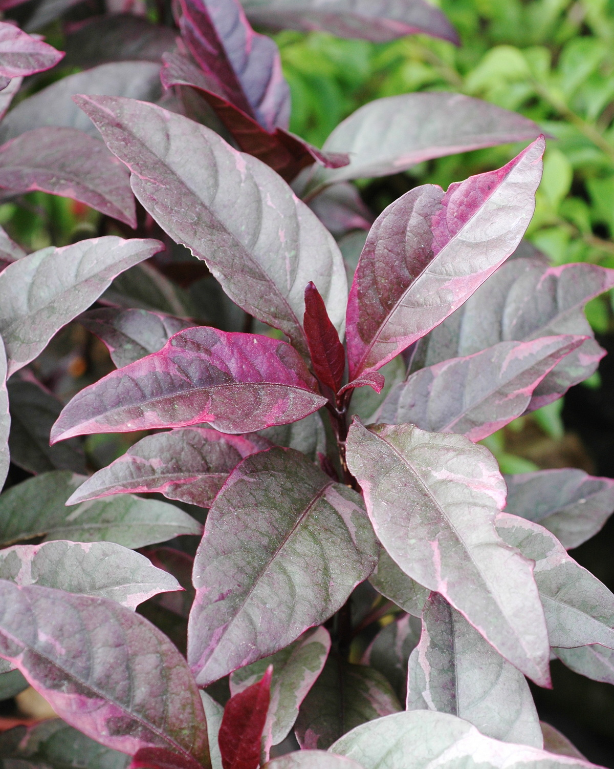 𝘗𝘴𝘦𝘶𝘥𝘦𝘳𝘢𝘯𝘵𝘩𝘦𝘮𝘶𝘮 𝘤𝘢𝘳𝘳𝘶𝘵𝘩𝘦𝘳𝘴𝘪𝘪 ‘Atropurpureum’ 紫斑擬美花