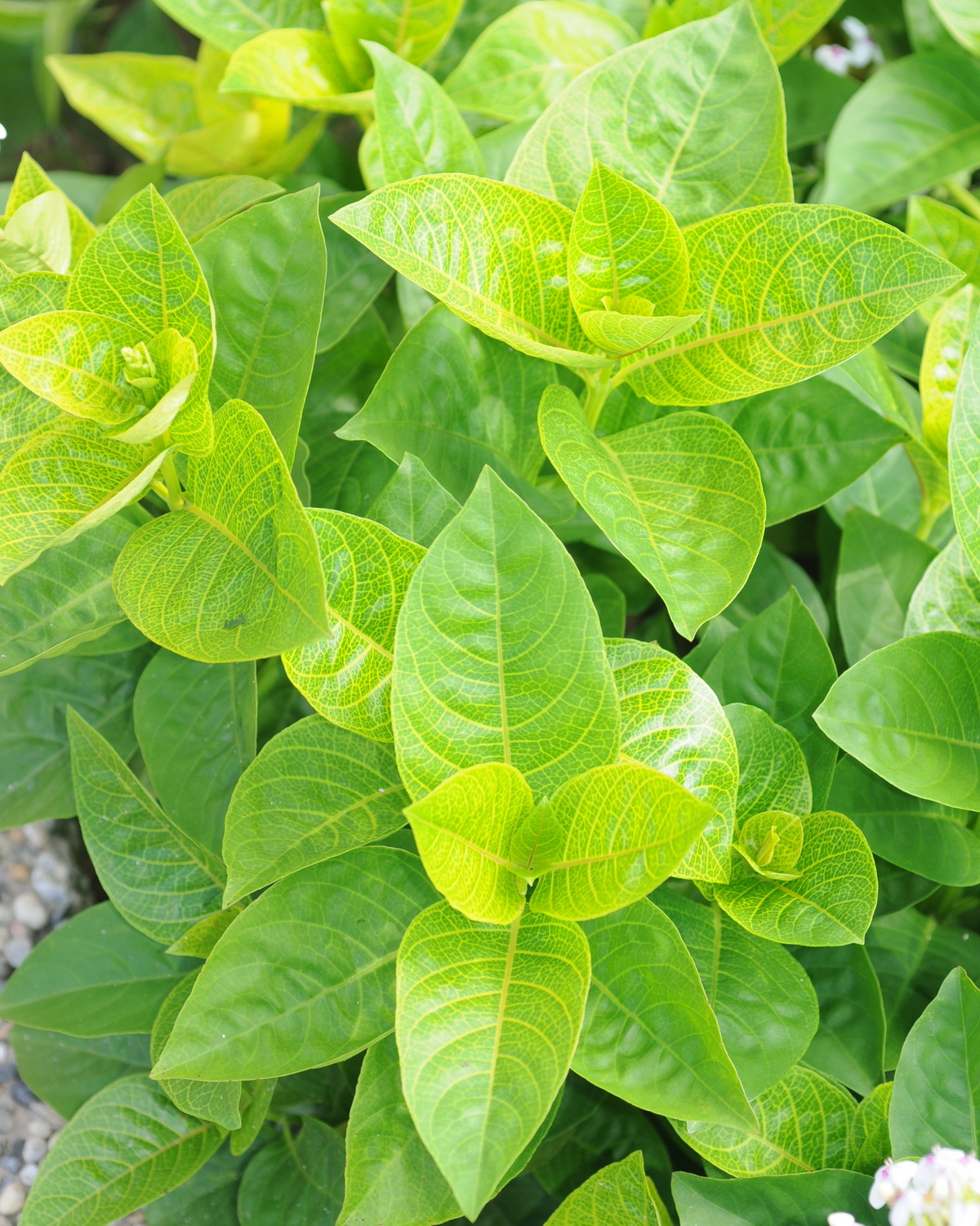 𝘗𝘴𝘦𝘶𝘥𝘦𝘳𝘢𝘯𝘵𝘩𝘦𝘮𝘶𝘮 ‘Reticulatum’ 黃脈擬美花