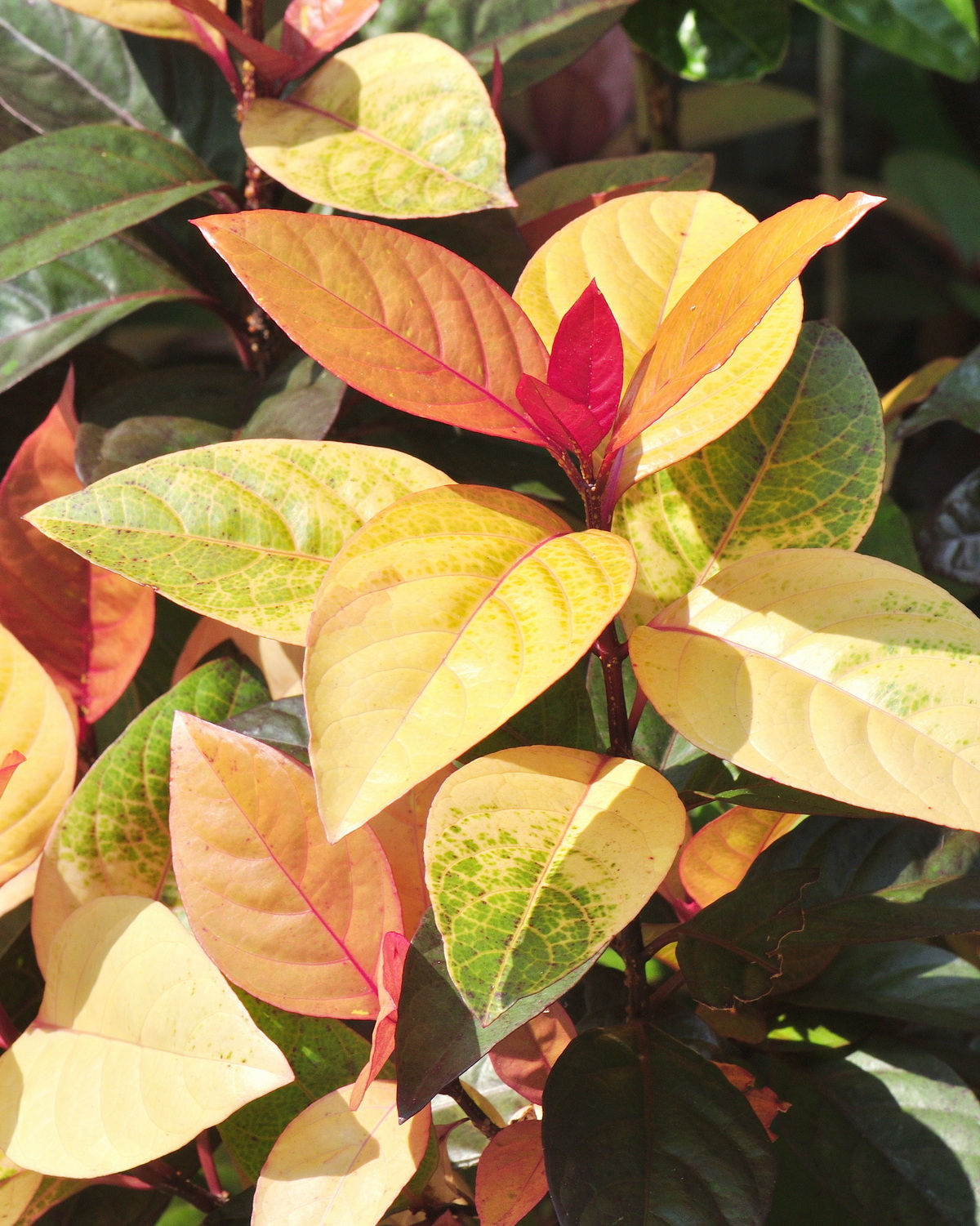 𝘗𝘴𝘦𝘶𝘥𝘦𝘳𝘢𝘯𝘵𝘩𝘦𝘮𝘶𝘮 ‘Sunset’ 三色擬美花