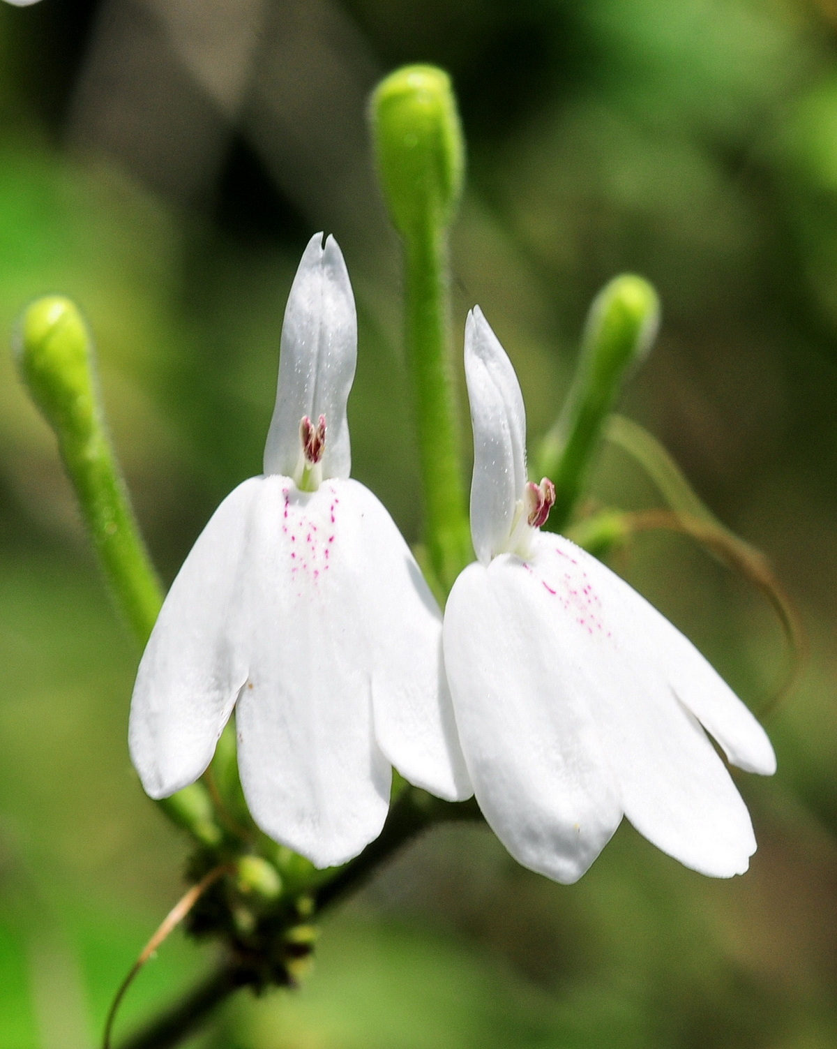 𝘙𝘩𝘪𝘯𝘢𝘤𝘢𝘯𝘵𝘩𝘶𝘴 𝘯𝘢𝘴𝘶𝘵𝘶𝘴 仙鶴草