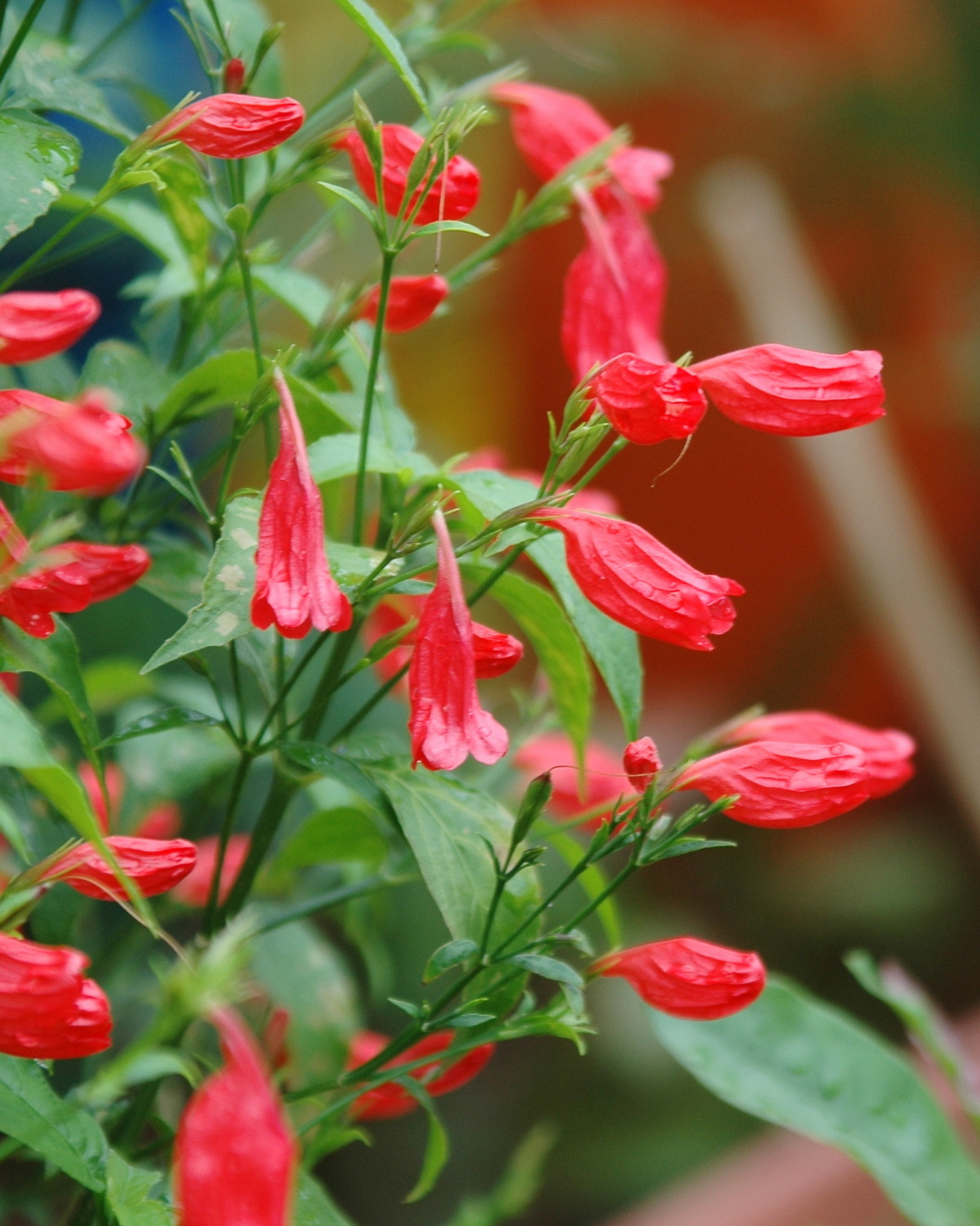 𝘙𝘶𝘦𝘭𝘭𝘪𝘢 𝘣𝘳𝘦𝘷𝘪𝘧𝘰𝘭𝘪𝘢 燈籠蘆莉