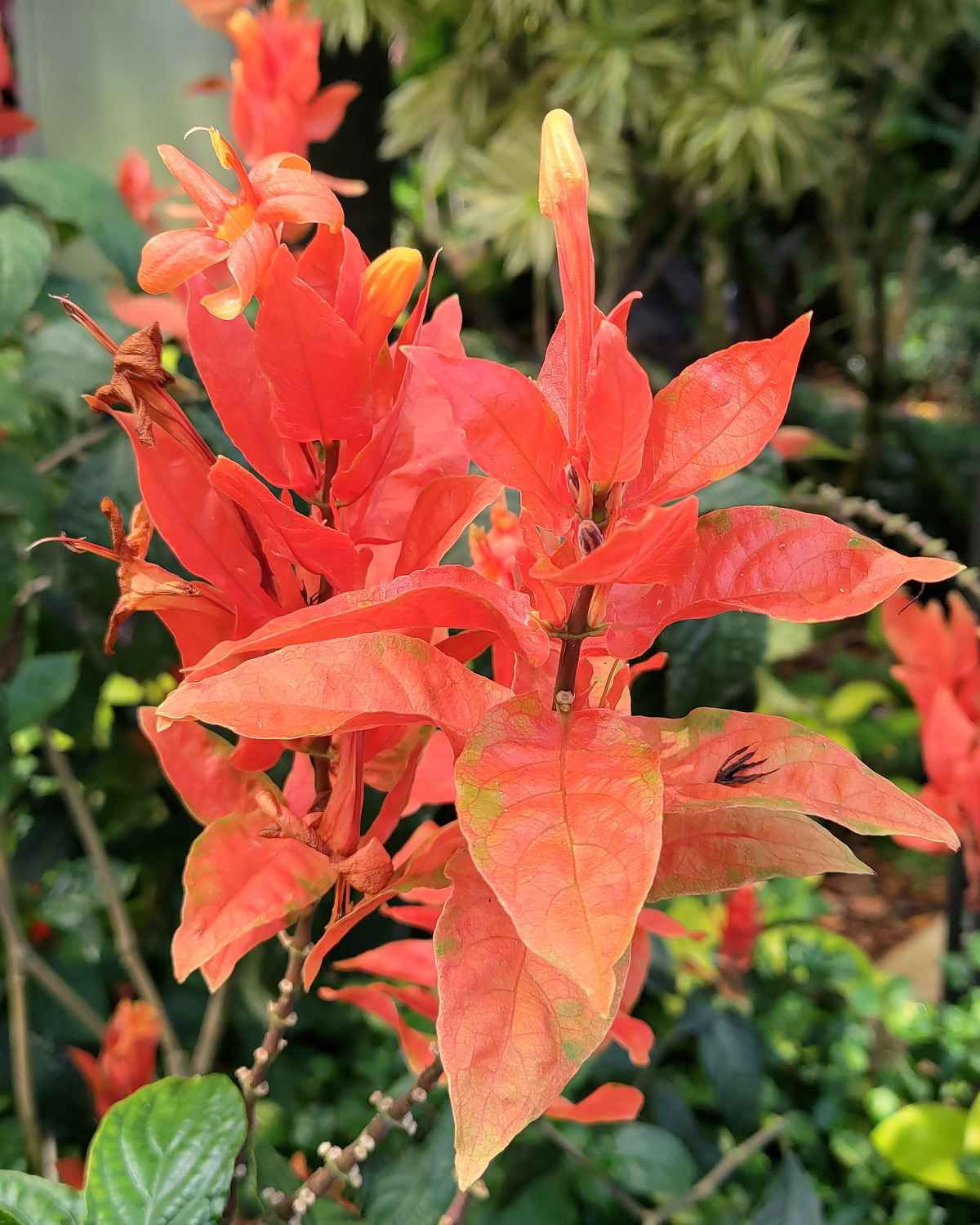 𝘙𝘶𝘦𝘭𝘭𝘪𝘢 𝘤𝘩𝘢𝘳𝘵𝘢𝘤𝘦𝘢 火焰蘆莉