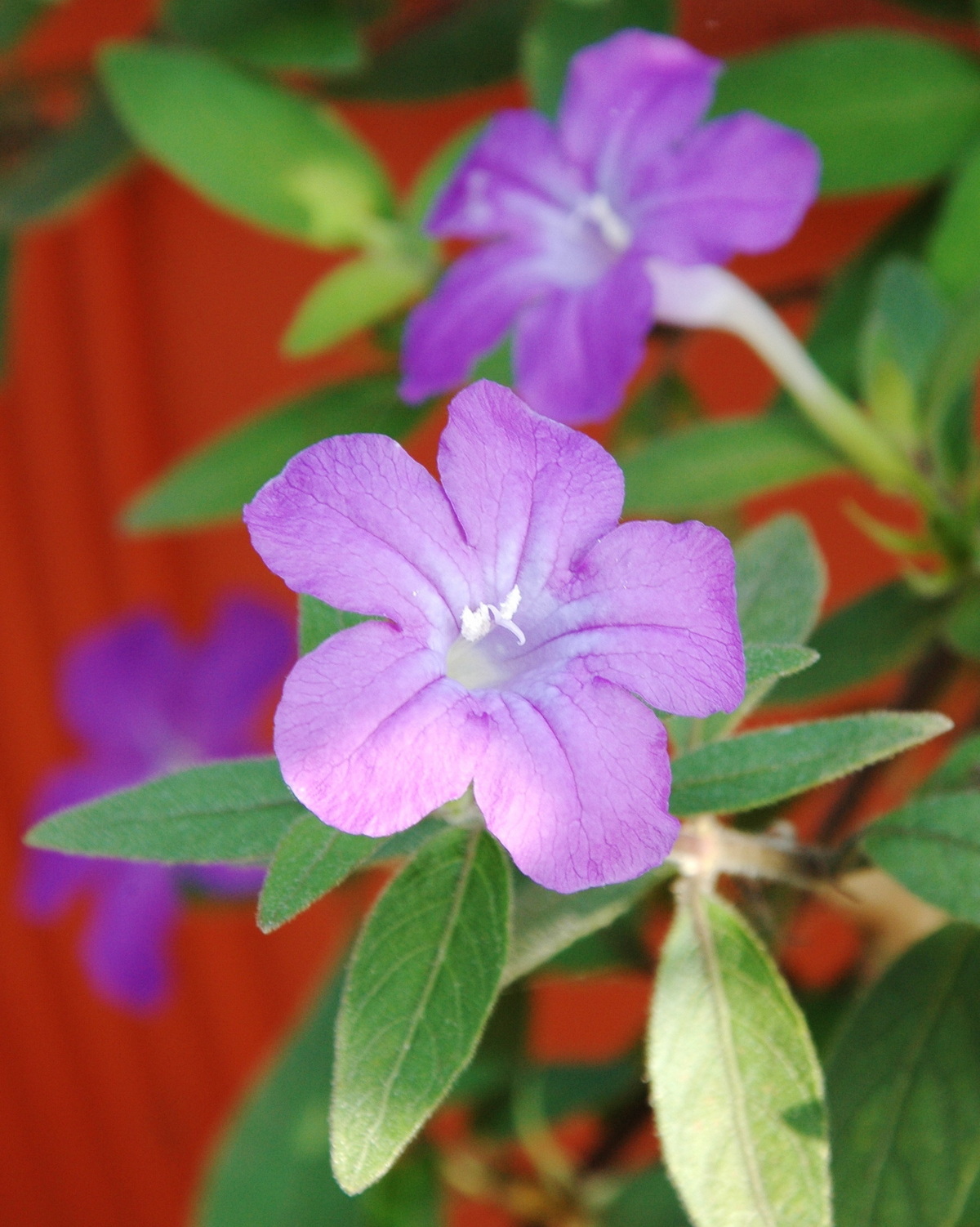 𝘙𝘶𝘦𝘭𝘭𝘪𝘢 𝘭𝘰𝘯𝘨𝘦𝘱𝘦𝘵𝘪𝘰𝘭𝘢𝘵𝘢 蔓性蘆莉